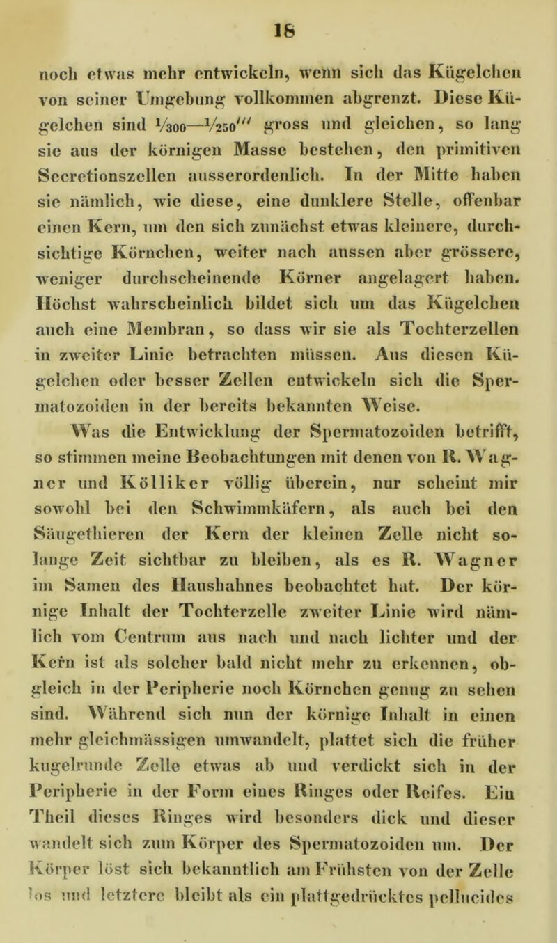 16 noch etwas inehr entwickeln, wenn sich das Kügelchen von seiner Umgebung vollkommen abgrenzt. Diese Kü- gelchen sind V300—1/250/// gross und gleichen, so lang sie aus der körnigen Masse bestehen, den primitiven Secretionszellen ausserordenlich. In der Mitte haben sie nämlich, wie diese, eine dunklere Stelle, offenbar einen Kern, um den sich zunächst etwas kleinere, durch- sichtige Körnchen, weiter nach aussen aber grössere, weniger durchscheinende Körner angelagert haben. Höchst wahrscheinlich bildet sich um das Kügelchen auch eine Membran, so dass wir sie als Tochterzellen in zweiter Linie betrachten müssen. Aus diesen Kü- gelchen oder besser Zellen entwickeln sich die Sper- matozoiden in der bereits bekannten Weise. Was die Entwicklung der Sperinatozoiden betrifft, so stimmen meine Beobachtungen mit denen von R. Wag- ner und Kölliker völlig überein, nur scheint mir sowohl bei den Schwimmkäfern, als auch bei den Säugethieren der Kern der kleinen Zelle nicht so- lange Zeit sichtbar zu bleiben, als es II. Wagner im Samen des Haushahnes beobachtet hat. Der kör- nige Inhalt der Tochterzelle zweiter Linie wird näm- lich vom Centrum aus nach und nach lichter und der Kern ist als solcher bald nicht mehr zu erkennen, ob- gleich in der Peripherie noch Körnchen genug zu sehen sind. Während sich nun der körnige Inhalt in einen mehr gleichmässigcn umwandelt, plattet sich die früher kugelrunde Zelle etwas ab und verdickt sich in der Peripherie in der Form eines Ringes oder Reifes. Eiu Theil dieses Ringes wird besonders dick und dieser wandelt sich zum Körper des Sperinatozoiden um. Der Körper löst sich bekanntlich am Frühsten von der Zelle 'ns und letztere bleibt als ein plattgedriicktcs pellucides