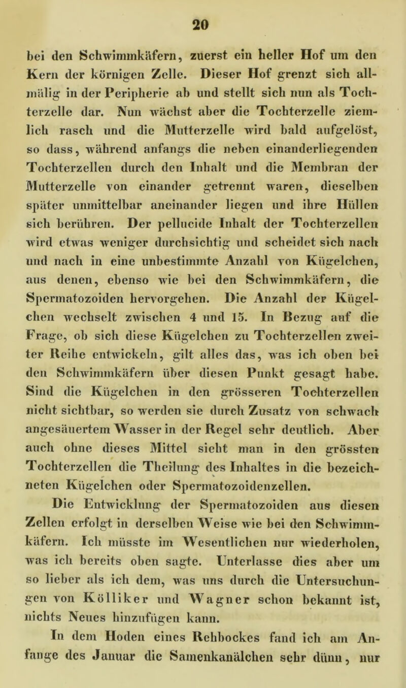 bei den Schwimmkäfern, zuerst ein heller Hof um den Kern der körnigen Zelle. Dieser Hof grenzt sich all- miilig in der Peripherie ab und stellt sieh nun als Toch- terzelle dar. Nun wächst aber die Tochterzelle ziem- lich rasch und die Mutterzelle wird bald aufgelöst, so dass, während anfangs die neben einanderliegenden Tocbterzellen durch den Inhalt und die Membran der Mutterzelle von einander getrennt waren, dieselben später unmittelbar aneinander liegen und ihre Hüllen sich berühren. Der pellucide Inhalt der Tochterzellen wird etwas weniger durchsichtig und scheidet sich nach und nach in eine unbestimmte Anzahl von Kügelchen, aus denen, ebenso wie bei den Schwimmkäfern, die Spermatozoiden hervorgehen. Die Anzahl der Kügel- chen wechselt zwischen 4 und 15. In Bezug auf die Frage, ob sich diese Kügelchen zu Tochterzellen zwei- ter Reihe entwickeln, gilt alles das, was ich oben bei den Schwimmkäfern über diesen Punkt gesagt habe. Sind die Kügelchen in den grösseren Toeliterzellen nicht sichtbar, so werden sie durch Zusatz von schwach angesäuertem Wasser in der Regel sehr deutlich. Aber auch ohne dieses Mittel sieht man in den grössten Tochterzellen die Theilung des Inhaltes in die bezeich- neten Kügelchen oder Sperinatozoidcnzellen. Die Entwicklung der Spermatozoiden aus diesen Zellen erfolgt in derselben Weise wie bei den Schw imm- käfern. Ich müsste im Wesentlichen nur wiederholen, was ich bereits oben sagte. Unterlasse dies aber um so lieber als ich dem, was uns durch die Untersuchun- gen von Kölliker und Wagner schon bekannt ist, nichts Neues hinzufügen kann. In dem Hoden eines Rehbockes fand ich am An- fänge des Januar die Samenkanälchen sehr dünn, nur