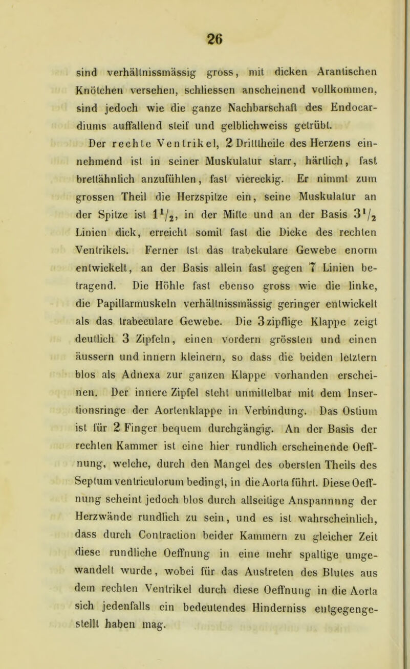 sind verhällnissmässig gross, mit dicken Arantischen Knötchen versehen, schliesscn anscheinend vollkommen, sind jedoch wie die ganze Nachbarschaft des Endocar- diums auffallend steif und gelblichwciss getrübt. Der rechte Ventrikel, 2 Drilllheilc des Herzens ein- nehmend ist in seiner Muskulatur starr, härllich, fast breilähnlich anzufühlen, fast viereckig. Er nimmt zum grossen Thcil die Herzspitze ein, seine Muskulatur an der Spitze ist l1/2, in der Mitte und an der Basis 3'/2 Linien dick, erreicht somit fast die Dicke des rechten Ventrikels. Ferner Ist das trabekuläre Gewebe enorm entwickelt, an der Basis allein fast gegen 7 Linien be- tragend. Die Höhle fast ebenso gross wie die linke, die Papillarmuskeln verhällnissmässig geringer entwickelt als das trabeculare Gewebe. Die 3 zipflige Klappe zeigt deutlich 3 Zipfeln, einen vordem grössten und einen äussern und innern kleinern, so dass die beiden letztem blos als Adnexa zur ganzen Klappe vorhanden erschei- nen. Der innere Zipfel steht unmittelbar mit dem Inser- tionsringe der Aortenklappe in Verbindung. Das Ostium ist für 2 Finger bequem durchgängig. An der Basis der rechten Kammer ist eine hier rundlich erscheinende OefT- nung, welche, durch den Mangel des obersten Theils des Septum ventriculorum bedingt, in die Aorta führt. Diese OclT- nung scheint jedoch blos durch allseitige Anspannung der Herzwände rundlich zu sein, und es ist wahrscheinlich, dass durch Conlraclion beider Kammern zu gleicher Zeit diese rundliche Oeffnung in eine mehr spallige umge- wandelt wurde, wobei für das Auslrelcn des Blutes aus dem rechten Ventrikel durch diese Oeffnung in die Aorta sich jedenfalls ein bedeutendes Hinderniss entgegenge- stellt haben mag.