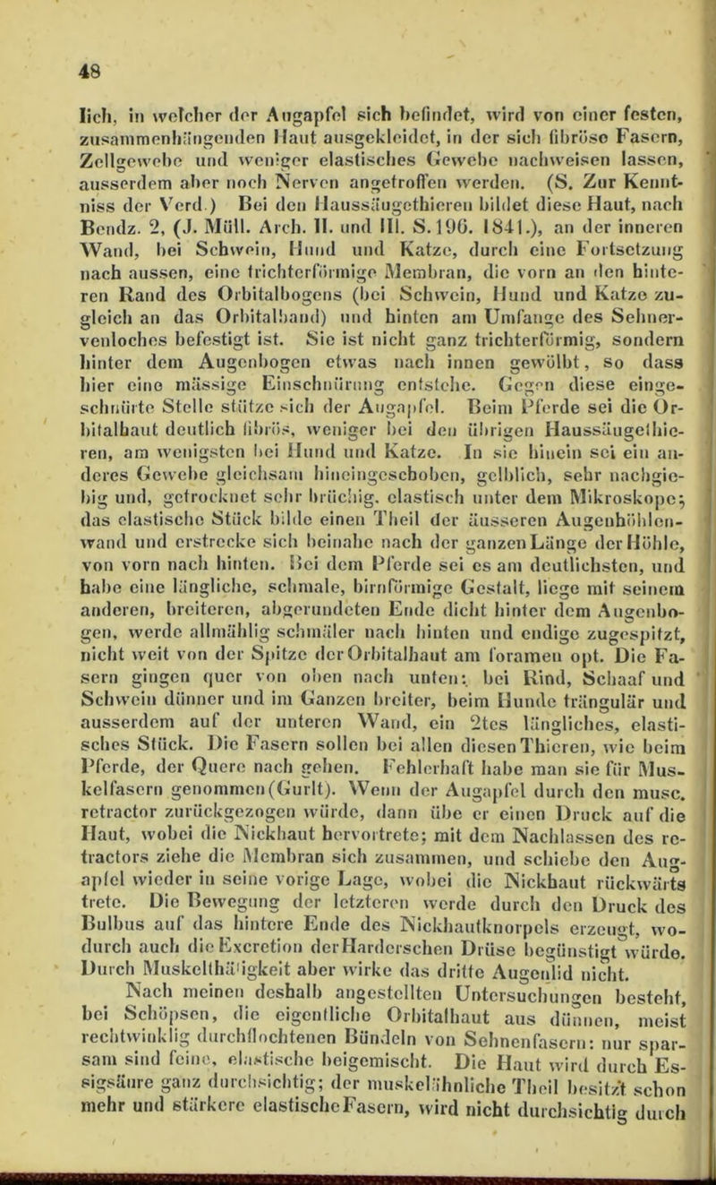 lieh, ln wctchor der Augapfel sich hefiiulet, wird von einer festen, zusanimenh;It)geiiden Haut ausgekleidet, in der sich fibröse Fasern, Zellgewebe und weniger elastisclies Hewebe uachweisen lassen, ausserdem aber noch Nerven angetrofleu werden. (S. Zur Kennt- niss der Verd.) Bei den llaussiiugethieren bildet diese Haut, nach Bendz. 2, (J. Müll. Arch. II. und III. S. 190. 18-11.), an der inneren Wand, bei Schwein, Hund und Katze, durcl) eine Fortsetzung nach aussen, eine trichtcrförniige Membran, die vorn an den hinte- ren Rand des Orbitalbogcns (bei Schwein, Hund und Katze zu- gleich an das Orbitalband) und hinten am Umfange des Seliner- venloches befestigt ist. Sie ist nicht ganz trichterförmig, sondern hinter dem Augenbogen etwas nacli innen gewölbt, so dass hier eine mässige Einschnürung entstehe. Gegen diese einge- schiuiite Stelle stütze sich der Augapfel. Beim Pferde sei die ür- bitalhaut deutlich libiö.';, weniger bei den übrigen Haussüugelhic- ren, am wenigsten iiei Hund und Katze. In sie hinein sei ein an- deres Gewebe gleichsam hincingeschoben, gelblich, sehr nachgie- big und, getrocknet sehr brüdiig. elastisch unter dem Mikroskope^ das elastische Stück bilde einen Tbeil der äusseren Augenhöblen- wand und erstrecke sich beinahe nach der ganzen Länge der Höhle, von vorn nach hinten. Bei dem Pferde sei es am deutlichsten, und habe eine längliche, schmale, birnrörmige Gestalt, liege mit seinem anderen, breiteren, abgerundeten Ende dicht hinter dem Augenho- gen, werde allmälilig schmäler nach hinten und endige zugespitzt, nicht weit von der Spitze der Orbitalhaut am foramen opt. Die Fa- sern gingen quer von oben nach unten: bei Rind, Schaaf und Schwein dünner und im Ganzen breiter, beim Hunde trängulär und ausserdem auf der unteren Wand, ein 2tcs längliches, elasti- sches Stück. Die Fasern sollen bei allen diesenThicren, wie beim Pferde, der Quere nach gehen. Fehlerhaft habe man sie für Mus- kelfasern genommen (Gurlt). Wenn der Augapfel durch den musc. rctractor zurückgezogen würde, dann übe er einen Druck auf die Haut, wobei die Nickhaut hervortrete; mit dem Nachlassen des rc- tractors ziehe die iMembran sich zusammen, und schiebe den Aug- apfel wieder in seine vorige Lage, wobei die Nickhaut rückwärts trete. Die Bewegung der letzterem werde durch den Druck des Bulbus auf das hintere Ende des Nickhautknorpels erzeu<'t, wo- durch auch dicExcretion dei Harderschen Drüse begünstigt würde. Durch Muskelthä'igkelt aber wirke das dritte Augenlid nicht. Nach meinen deshalb angcstcliten üntersuchunf>'en besteht, hei Schöpsen, die eigenfliche Orbitalhaut aus dünnen, meist reciitwinklig durchflochtenen Bündeln von Sehnenfasern: nur spar- sam sind feine, ela.^tische beigemischt. Die Haut wird durch Es- sigsäure ganz durchsichtig; der muskel'ihnliche Thoil besitzt schon mehr und stärkere elastisclieFasern, wird nicht diirclisichtig diuch