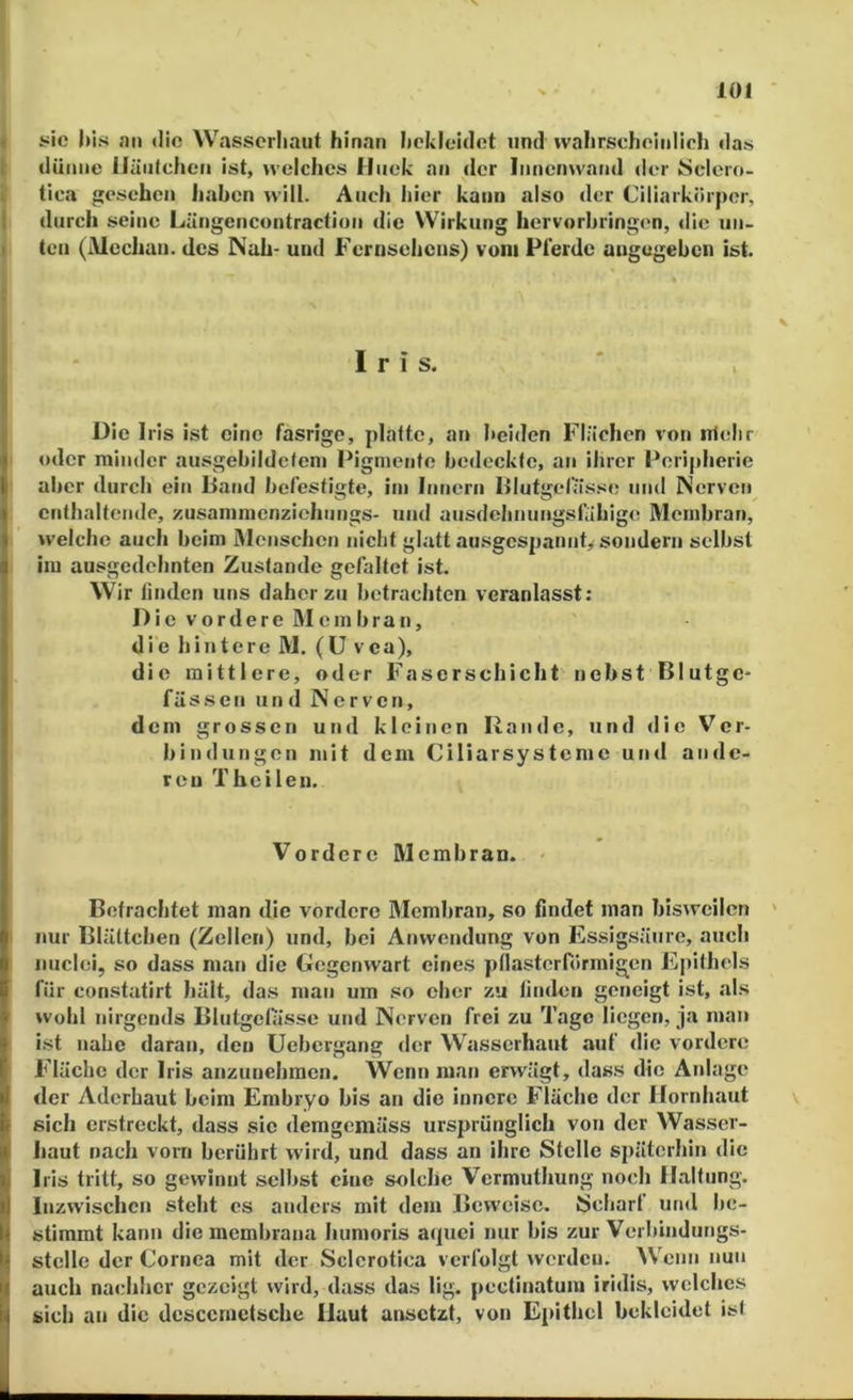 ( jsic bis an <lio Wassorliaiit hinan hcivicidct und wahrscheinlich das t dünne IJüntchen ist, welches Hnek an der Innenwand der iScIcro- t' tica gesehen haben will. Auch hier kann also der Ciliaikörper, I durch seine Längcncontraction die Wirkung hervorbringen, «lie iin- I teil (Mcchan. des Nah- und Fernsehens) vom Plerde angegeben ist. i Iris. Die Iris ist eine fasrige, platte, an beiden Flächen von irielir oder minder ausgebildcteni Pigmente bedeckte, an ihrer Peripherie aber durch ein Hand befestigte, ini Innern I>lutgel;isse und Nerven enthaltende, zusammenziehungs- und ausdehnungsfähige Membran, welche auch beim Menschen nicht glatt ausgespannty sondern selbst im ausgedehnten Zustande gefaltet ist. Wir linden uns daher zu betrachten veranlasst: Die vordere Membran, die hintere M. (ü vea), die mittlere, oder Faserschicht nebst Blutge- fässen und Nerven, dem grossen und kleinen Rande, und die Ver- bindungen mit dem Ciliarsysteme und ande- ren T heilen. Vordere Membran. Betrachtet man die vordere Membran, so findet man bisweilen ' I nur Blättchen (Zellen) und, bei Anwendung von Essigsäure, auch niiclei, so dass man die Gegenwart eines pllasterförmigcn Epithels für constatirt hält, das man um so eher zu linden geneigt ist, als wohl nirgends Blutgelasse und Nerven frei zu Tage liegen, ja man ist nahe daran, <len Uebergang der Wasserhaut auf die vordere Fläche der Iris anzuuehmen. Wenn man erwägt, dass die Anlage der Aderbaut beim Embryo bis an die innere Fläche der Hornhaut \ sich erstreckt, dass sic demgemäss ursprünglich von der Wasser- liaut nach vorn berührt wird, und dass an ihre Stelle späterhin die Iris tritt, so gewinnt selbst eine solche Vermuthung noch Haltung. Inzwischen steht cs anders mit dem Beweise. Scharf und be- stimmt kann die membrana liumoris a(juci nur bis zur Verbindungs- stelle der Cornea mit der Sclcrotica verfolgt werden. Wenn nun auch nachher gezeigt wird, dass das lig. pcctinatum iridis, welches sich an die dcsccrnctsche Haut ansetzt, von Epithel bekleidet ist