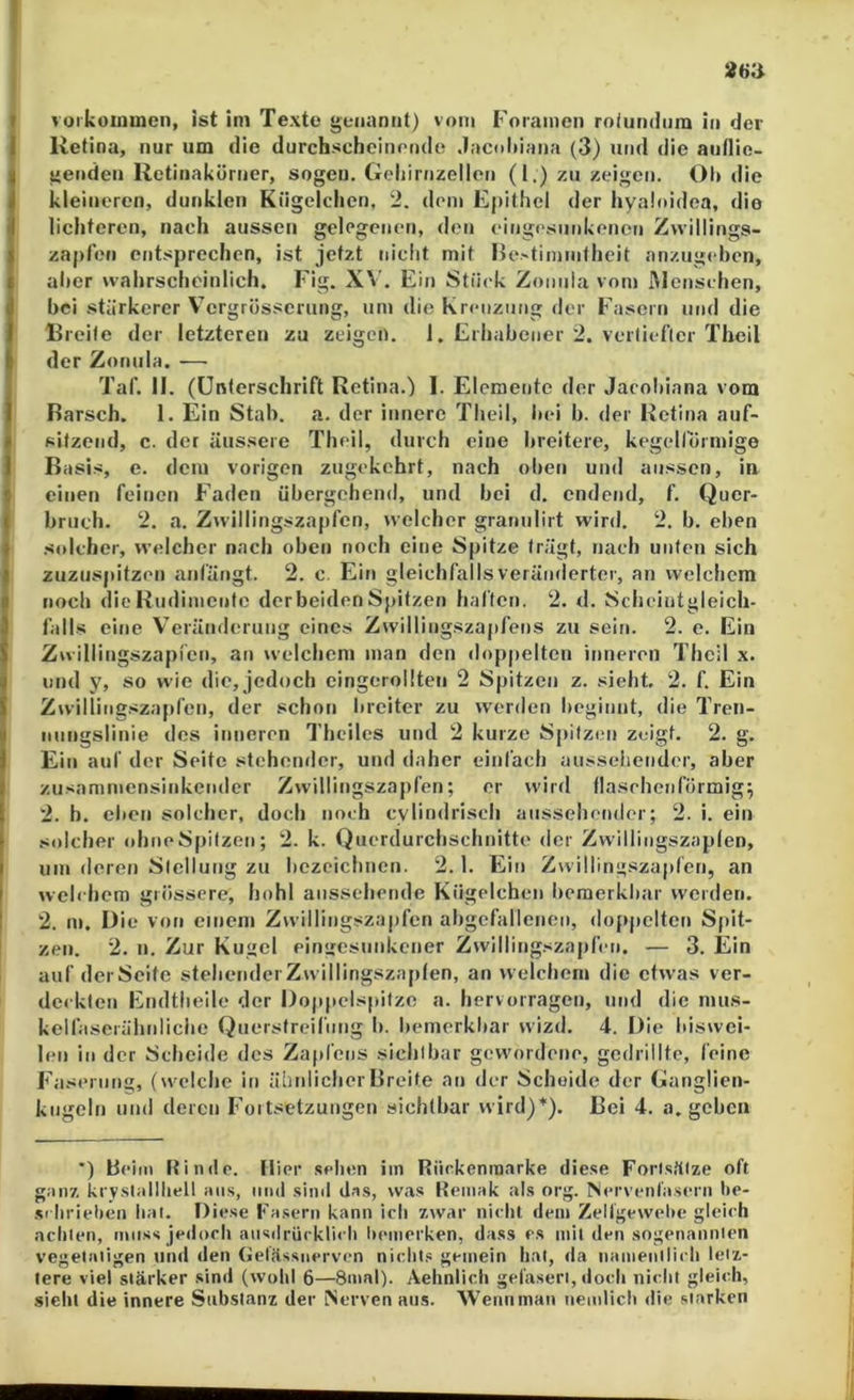 Retina, nur um die durchscheinende Jacoliiana (3) und die anflic- genden Retinakörner, sogen. Gehirnzellen (I.) zu zeigen. Oh die kleineren, dunklen Kügelchen, 2. dem Epithel der hyaloidea, die lichteren, nach aussen gelegenen, den eingesunkenen Zwillings- zapfen entsprechen, ist jetzt nicht mit Hotimmtheit anzugeben, aber wahrscheinlich. Fig. XV. Ein Stück Zonnia vom Menschen, bei stärkerer V’crgrösscrung, um die Kreuzung der Fasern und die Rreite der letzteren zu zeigen. 1. Erhabener 2. vertiefter Theil der Zonula. — Taf. II. (Unterschrift Retina.) I. Elemente der Jacohiana vom Barsch. 1. Ein Stab. a. der innere Theil, Itei b. der Retina auf- sitzend, c. der äussere Theil, durch eine breitere, kegellÖrmige Basis, e. dem vorigen zngekehrt, nach oben und aussen, in einen feinen Faden übergehend, und bei d. endend, f. Quer- bruch. 2. a. Zwillingszapfen, welcher grannlirt wird. 2. b. eben solcher, welcher nach oben noch eine Spitze trägt, nach unten sich zuzuspitzen anfüngt. 2. c. Ein gleichfalls veränderter, an welchem noch die Rudimente derbeiden Spitzen haften. 2. d. Scheintgleich- l’alls eine Veränderung eines Zwillingszapfens zu sein. 2. e. Ein Zwillingszapfen, an welchem man den doppelten inneren Theil x. und y, so wie die, jedoch eingerollten 2 Spitzen z. sieht, 2. f. Ein Zwilling.szapfen, der schon lirciter zu werden beginnt, die Tren- iinngslinie des inneren Theiles und 2 kurze Spitzen zeigt, 2, g. Ein auf der Seite stehender, und daher einfach aussehender, aber zusammensinkender Zwillingszapfen; er wird flaschenförmig; 2. b. el»en solcher, doch noch cylindriscli aussehender; 2. i. ein solcher ohne Spitzen; 2. k. Querdurchschnitte «ler Zwilliiigszaplen, um deren Stellung zu bezeichnen. 2.1. Ein Zwilling.szapfen, an welchem grössere, hohl anssehende Kügelchen bemerkbar werden. 2. m. Die von einem Zwillingszapfen abgefallenen, dojipelten Spit- zen. 2. n. Zur Kugel eingesunkener Zwillingszapfen. — 3. Ein auf derSeite stehenderZwillingszaplen, an welchem die etwas ver- deckten Endtheile der Doppelspitze a. hervorragen, und die mus- kelfaserähnliche Querstreifung b. bemerkbar wizd. 4. Die biswei- len in der Scheide des Zapfens sichtbar gewordene, gedrillte, feine Faserung, (welche in äliiilicherBreite an der Scheide der Ganglien- kugeln und deren Fortsetzungen sichtbar wird)*). Bei 4. a. gehen *) Beim Rinde. Hier .sehen im Riickenraarke diese ForlSilize oft ganz krv.slallliell ans, und .sind das, was Remak al.s org. Mervcnläsr'rn be- .si brielien liat. Diese Fa.sern kann ich zwar nicht dem Zellgewelie gleich acliien, muss jedoch ansdrückli< l> l»emerken, da.ss e.s mit den .sogenannien vegetaiigen und den (»ef.ässnervcn niclit.« gemein hat, da nainenilii h letz- tere viel stärker .sind (wolrl 6—8mal). Aehnlich gefasert, doch niclit gleich, sieht die innere Substanz der Nerven aus. Wennman iiemlicli die starken