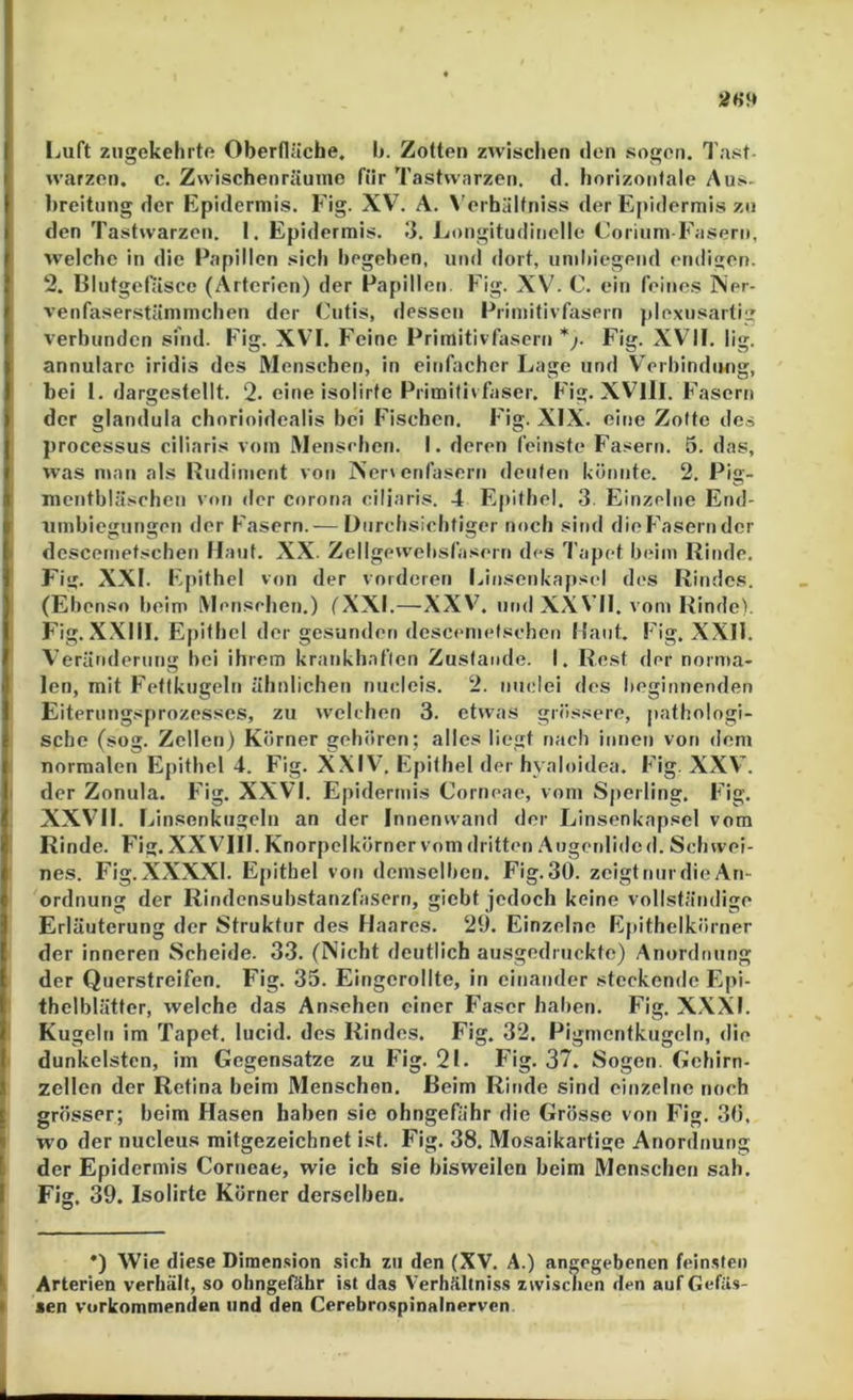 liuft zngekehrtf! Oberfläche. I». Zotten zwischen «len sogen. 1'ast- warzen. c. Zwischenräume für Tastwarzen, d. horizontale Au>- l)reitiing der Epidermis. Fig. XV. A. \’erhältniss der Epi«lermis zn den Tastwarzen. I. Epidermis. <i. Longitudinelle Corium-Fasern, welche in die Papillen sich begehen, und dort, umhiegend endigen. 2. Blutgelasce (Arterien) der Papillen. Fig. XV. C. ein feines Ner- venfaserstämmchen der Cutis, dessen Primitivfasern plexusartig verbunden sind. Fig. XVI. Feine Primitivfasern *j. Fig. XVII. lig. annulare iridis des Menschen, in einfacher Lage und V'erbindiing, hei I. dargestellt. 2. eine isolirte Primitivfaser. Fig. XV^llI. Fasern ' der glandula chorioidealis hei Fischen. Fig. XIX. eine Zotte des processus ciliaris vom Mensehen. I. deren feinste Fasern. 5. das, was man als Rudiment von Xer'enfasern deuten hömite. 2. Pig- mcnthläsehen von der Corona ciliaris. 4 Epithel. 3. Einzelne End- umhiegungen der Fasern.— Durchsichtiger noch sitid die Fasern der > dcsceinetschen Maut. XX. Zellgew'ehsfasern des Tapet beim Rinde. Fig. XXI. Epithel von der vorderen länsenhapsel des Rindes. (Ebenso heim Menschen.) fXXI.—XXV. und XXVII. vom Rinde). Fig. X.XIII. Epithel der gesunden descemetschen Maut. Fig. XXII. Veränderung hei ihrem krankhaflcn Zustande. I. Rest der norn>a- len, mit Fettkugeln ähnlichen nudeis. 2. nudei dos beginnenden Eiterungsprozesses, zu welchen 3. etwas grössere, pathologi- sche (sog. Zellen) Körner gehören; alles liegt nach innen von dem normalen Epithel 4. Fig. X.XIV’. Epithel der hyaloidea. Fig. XXV. I der Zonula. Fig. XXVI. Epidermis Corneae, vom Sperling. Fig. XXVII. I insenkugeln an der Innenwand der Linsenkapsel vom Rinde. Fig. XXVIII. Knorpcikörner vom dritten .Augenlidcd. Schwei- nes. Fig.XXXXl. Epithel von demselben. Fig.30. zeigtnurdieAn- ordnung der Rindensuhstanzfa.scrn, giebt jedoch keine vollständige Erläuterung der Struktur des Maares. 29. Einzelne Epithelkörner der inneren Scheide. 33. (Nicht deutlich ausgedruckte) Anordnung der Querstreifen. Fig. 35. Eingerollte, in einander steckende Epi- thelblätter, welche das Ansehen einer Faser haben. Fig. XXXI. Kugeln im Tapet, lucid. des Rindes. Fig. 32. Pigmcntkugeln, die dunkelsten, im Gegensätze zu F'ig. 21. Fig. 37. Sogen. Gehirn- zellen der Retina heim Menschen. Beim Rinde sind einzelne noch grösser; beim Hasen haben sie ohngefähr die Grösse von Fig. 30, wo der nucleus mitgezeichnet ist. Fig. 38. Mosaikartige Anordnung der Epidermis Corneae, wie ich sie bisweilen beim Menschen sah. Fig. 39. Isolirte Körner derselben. t k — — -- ■— *) Wie diese Dimen.sion sich zu den (XV. A.) angegebenen fein.sten I Arterien verhält, so ohngefähr ist das Verhältniss zwischen «len auf Gefäs- I sen vorkommenden und den Cerebro.spinalnervcn