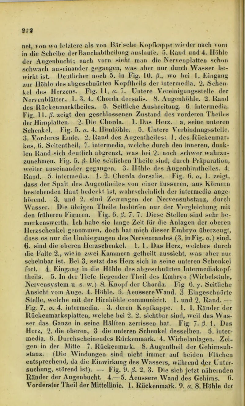 279 net, von wo lelzlere als von Rär'sclie KopfLappe wieder nach vorn in die Scheibe der Baiichabthcilnng mislaiife. 5. Band und 4. Hohle der Augeiihucht; nach vorn sieht man die INerveriplatten schon schwach auseinander gegangen, was aber nur durch Wasser be- wirkt ist. Deatlicher noch 5. ln Fig. 10. ß., wo hei I. Eingang zur Höhle des abgeschuürten Kopftheils der intermedia. 2. Schen- kel des Herzens. Fig. 11.«. 7. Untere V’ereinigungsstelle der iNervenhlättor., 1. 3. 4. (’horda dorsalis. 8. .Augenhöhle. 2. Rand des Riickenmarktheiles. 5. Seitliche xAushreitnng. 6 intermedia. Fig. II. /S. zeigt den geschlossenen Zustand des vorderen Theiles der Hirnplatten. 2. Die Chorda. 1. Das Herz. a. seine unteren Schenkel. Fig. 5. «. 4. Hirnhöhle. 5. Untere V’eibindnngsstelle. 3. Vorderes Ende. 2. Hand des Aiigentheilesi I. des Hückenmar- kes, 6. Seitcnthell, 7. intermedia, welche durch den inneren, dunk- len Hand sich deutlich ahgrenzt, was hei 2. noch schwer wahrzu- zunehnien. Fig. 5. ß- Die seitlichen I hcile sind, durch Fräparation, weiter auseinander gegangen. 3. Höhle des Augenhirntheiles, 4. Rand. 5 intermedia. 1. 2. Chorda dorsalis. Fig. 0. «. I. zeigt, dass der Spalt des Augentheiles von einer äusseren, aus Körnern bestehenden Haut bedeckt ist, wahrscheinlich der intermedia ange- hörend. 3. und 2. sind Zerrungen der INervensuhstanz, durcli Wasser. Die übrigen Theile bedürfen nur der Vergleichung mit den früheren Figuren. Fig. G. ß. 7. 7. Diese Stellen sind sehr he- merkenswerth. Ich habe sie lange Zeit für die Anlagen der oberen Ilcrzschenkel genommen, doch bat mich dieser Embryo überzeugt, duss cs nur die Uml)iegungen des Nervenrandes (3. in Fig. «.) sind. 6. sind die oberen Herzschenkel, l. 1. Das Herz, welches durch die Falte 2., wiein zwei Kammern gctheilt aussieht, was alrer nur scheinbar ist. Bei 3. setzt das Herz sich in seine unteren Schenkel fort. 4. Eingang in die Höhle des airgeschnürfen Intermedlakopf- thcils. 5. In der Tiefe liegender Theil dos Embryo (Wirbelsäule, INcrvensystem u. s. w.) 8. Knopf der Chorda. Fig G. y. Seitliche Ansicht vom Auge. 4. Höhle. 5. Aeussere Wand. 3 Eingeschnürte Stelle, welche mit der Hirnhöhle communicirt. 1. und 2. Rand. - - Fig. 7. a. 4. intermedia. 3. deren Kopfkappe. 1. 1. Ränder der Rückenmarksplatten, welche hei 2. 2. sichtbar sind, weil das Was- ser das Ganze in seine Hälften zerri.ssen hat. Fig. 7- ß- 1- Das Herz, 2. die oberen, 3 die unteren Schenkel desselben. 5. intcr- media. G. Durchscheinendes Rückenmark. 4. Wirbelanlagen. Zei- gen in der Mitte 7. Rückenmark. 8. Augentheil der Gehirnsub- stanz. (Die Windungen sind nicht immer auf beiden Flächen entsprechend, da die Einwirkung des Wassers, während (ler Unter- suchung, störend ist). — Fig, 9. ß. 2. 3. Die sich jetzt nähernden Ränder der Augenbucht. 4.—5. Aeussere Wand des Gehirns. 6. Vorderster Theil der Mittellinie. 1. Rückenmark. 9. «. 8. Höhle der