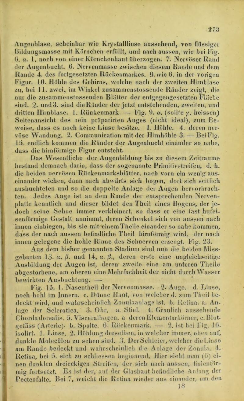 Augcnblase. scheinbar wie Krystalllinso aussehciid, von (liissigor liiUliingsmasse mit Küniclien ernillt, und nach aussen, wie bei Fig. 0. «. l. noch von einer Kürnchenhuiit überzogen. 7. Nervöser Rand der Augenl)ucht. 0. Nervenrnasse zwischen diesem Rande und dem Rande 4. des fortgesetzten Rücivenniarkes. O.wieO. in der vorigen Figur. 10. Höhle des Gehirns, welche tiach der zweiten Hirnblasc zu, bei 11. zwei, im Winkel zusammenstossende Ränder zeigt, die nur die zusammensfossenden Blätter der entgegengesetzten Fläche .sind. 2. undo. sind dicRämler der jetzt entstehenden, zweiten, und dritten Hirnbla.se. 1. Rückenmark. — Fig. 9. «. (sollte y, heissenj Seitenansicht des lein präparirten Auges (nicht ideal), zum Be- weise, dass es noch keine Linse besitze. 1. Höhle. 4. deren ner- vöse Wandung. 2. Communication mit der Iliridiöhle 3. — Bei Fig. 15. endlich kommen die Ränder der Augenbucht einander so nahe, dass die bimförmige Figur entsteht. Das Wesentliche der Augcnbildung bis zu diesem Zeiträume bestand demnacb darin, dass der sogenannte Primitivstreifen, d. h. die beiden nervösen Rückeumarksblätter, nach vorn ein wenig aus- einander wichen, daun nach abwärts sieh bogen, dort sich seitlich ausbuchteten und so die doppelte Anlage der Augen hervorhrach- tcn. Jedes Auge ist an dem Rande der entsprechenden Nerven- platto kenntlich und dieser bildet den Theil eines Bogeu.s, der je- doch seine Sehne immer verkleinert, so dass er eine fast hufei- senförmige Gestalt annimmt, deren Schenkel sich von aussen nach innen cinbiegen, bis sie mit einemTlieile einander so nahe kommen, dass der nach aussen befindliche Theil bimförmig wird, der nach innen gelegene die hohle Rinne des Sehnerven erzeugt. Fig. 23. Aus dem bisher genannten Stadium .sind nun die beiden Miss- geburten 13. u. ß- und 14, «. ß., deren erste eine ungleichseitige Ausbildung der Augen ist, deren zweite eine am unteren Tlieile abgestorbene, am oberen eine Mehrfachheit der nicht durch Wasser bewirkten Ausbuchtung. —• Fig. 13. I. Nascnlheil der Nervenrnasse. 2. Auge. d. Linse, noch hohl im Innern, c. Dünne Haut, von ^vclcher d. zum Theil be- deckt wird, und wahrscheinlich Zonulaanlage ist. b. Retina, a. An- lage der Sclerotica. 3. Ohr, a. Stiel. 4. Graulich ausschende Chorda dorsalis. 5. Visceralhogen. a deren Elementarkörner, c. Blut- gefäss (Arterie)- b. Spalte. 0. Rückenmark. — 2. ist bei Fig. 10. isolirt. 1. Linse. 2. Höhlung derselben, in welcher immer, oben auf, dunkle Molecülen zu sehen sind. 3. DcrSchleier, welcher dioLinse am Rande bedeckt und waiirsclieiulicii die Anlage der Zoniila. 4. Retina, bei 5. sich zu schliessen beginnend. Hier sieht man (0) ei- nen dunklen dreieckigen Streifen, der sich nach aussen, linimiför- mig fortsetzt. Es ist der, auf der Glashaut befindliche Anfang der Pcctcnfalte. Bei 7, >veicht ilie Retina wieder aus einander, um den 1«