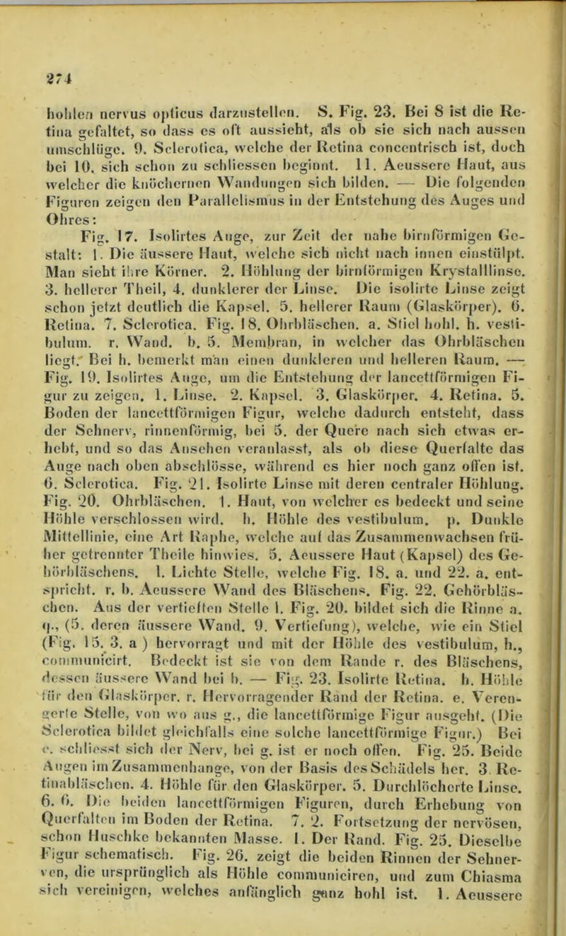 27i hohlen nervus opticus darzustcllen. S. Fig. 23. Bei 8 ist die Re- tina gefaltet, so dass cs oft aussieht, als ob sic sich nach aussen umsclilüge. 0. Sclerotica, welche der Retina conccntrisch ist, doch bei 10. sich schon zu schliessen beginnt. 11. Aeusscre Haut, aus welcher die knöchernen Wandungen sich bilden. — Die folgenden Figuren zeigen den Parallclisinns in der Entstehung des Auges und Ohres: Fis. 17. Isolirtes Auge, zur Zeit der nahe birnrorniigen Ge- stalt: 1. Die äussere Haut, welche sich nicht nach innen einstülpt. Man sieht ihre Körner. 2. Höhlung der birntörmigen Krystalllinse. 3. hellerer Theil, 4. dunklerer der Linse. Die isolirte Linse zeigt schon jetzt deutlich die Kapsel. 5. hellerer Raum (Glaskörper). 0. Retina. 7. Sclerotica. Fig. 18. Ohrhläschen. a. Stiel hohl. h. vesti- buluin. r. Wand. b. 5. Membran, in welcher das Ohrhläschen liegt.' Bei h. bemerkt man einen dunkleren und helleren Raum. — Fig. 19. Isolirtes Angc, um die Entstehung der lancettförmigen Fi- gur zu zeigen, 1. Linse. 2. Kapsel. 3. Glaskörper. 4. Retina. 5. Boden der lancettförmigen Figur, welche dadurch entsteht, dass der Sehnerv, rinnenförmig, bei 5. der Quere nach sich etwas er- hebt, und so das Ansehen veranlasst, als oh diese Querfaltc das Auge nach oben abschlösse, während es hier noch ganz ollen ist. 0. Sclerotica. Fig. ‘21. Isolirte Linse mit deren centraler Höhlung. Fig. 20. Ohrhläschen. 1. Haut, von welcher es bedeckt und seine Höhle verschlossen wird, h, Höhle des vestibnlum, p. Dunkle Mittellinie, eine Art Baphe, welche aul das Zusammenwachsen frü- her getrennter Theile hinwies. 5. Aeusscre Haut (Kapsel) des Ge- liörhläschens. 1, Lichte Stelle, welche Fig. 18. a. und 22. a, ent- spricht. r. b. Aeusscre Wand des Bläschens. Fig. 22. Gehörbläs- chen. Aus der vertieften Stelle 1. Fig. 20. bildet sich die Rinne a. <|., (5. deren äussere Wand. 9. Vertiefung), welche, wie ein Stiel (Eig. 15, 3. a) hervorragt und mit der Hölile des vestibulum, h., communicirt. Bedeckt ist sie von dem Rande r. des Bläschens, dessen äussere Wand bei b. — Fig. 23. Isolirte Retina, h. Höhle für den (ilaskörper. r. Hervorragender Rand der Retina, e. Veren- gerte Stelle, von wo aus g., die lancettrörmige Figur ansgeht. (Die Sclerotica bihlet gleichfalls eine solche lancettrörmige Figur.) Bei e. schliesst sich der Nerv, hei g. ist er noch ollen. Fig. 25. Beide Augen iin Zusammeidiange, von der Basis des Schädels her. 3. Re- tinahläschen. 4. Höhte für den Glaskörper. 5. Durchlöcherte Linse. 6. 0. Die l)eiden lancettförmigen Figuren, durch Erhebung von Querfalten im Boden der Retina. 7. ‘2. Fortsetzung der nervösen, schon Huschke bekannten Masse. 1, Der Band. Fig. 25. Dieselbe ligur schematisch, big. 26. zeigt die beiden Rinnen der Sehtier- ven, die ursprünglich als Höhle communiciren, und zum Chiasma sich vereinigen, welches anfänglich gtuiz hohl ist. 1. Aeusscre