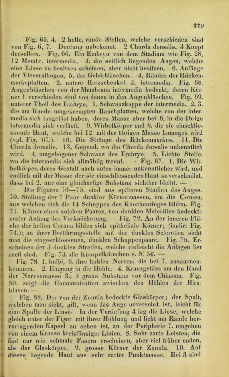 Fig. 65. 4. 2 helle, nuulo Stellen, welche verschieden sind von Fig. 6, 7. Deutung unbekannt. 2 Chorda dorsalis. 3 Knopf derselben. Fig. 66. Ein Embryo von dem Stadium wie Fig. 28, 12 Menibr. intennedia. 4. die seitlich liegenden Augen, welche eine Linse zu besitzen scheinen, aber nicht besitzen. 6. Anfänge der Viseeralbogcn, 5. der Gebörblüschen. 4. Ränder der Rücken- marksplatten. 2, untere Herzschenkel. 3. intennedia. Fig. 68. Augcnl)läschen von der Membrana intcrniedia bedeckt, deren Kör- ner I verschieden sind von denen in den Augenbläschen. Fig. 69. unterer Tbeil des Embryo, l. Sebwanzkappe der intermedia. 2. 3. • die am Rande umgekremplen Bauchplatten, welche von der inter- media sich losgelöst haben, deren Masse aber bei 6. in die übrige intermedia sieb verläuft. 9. Wirbelkörper und 8. die sie cinschlie- I ssendo Haut, welche bei 12. mit der übrigen Masse homogen wird 1 (vgl. Fig. 67.). 10. Die Stränge des Rückenmarkes. 11. Die I Chorda dorsalis. 13. Gegend, wo die Chorda dorsalis unkenntlich I wird. 4. umgebogener Schwanz des Embryo. 5. Lichte Stelle, I wo die intermedia sich allmählig trennt. —■ Fig. 67. 1. Die Wir- 1 bclkörper, deren Gestalt nach unten immer unkenntlicher wird, und endlich mit derlMasse der sie einschliessendcnHaut so verschmilzt, dass bei 2. nur eine gleichartige Substanz sichtbar bleibt. — Die Figuren 70—75. sind aus späteren Stadien des Auges. 1 70. Stellung der 7 Paar dunkler Körnerraassen, um die Cornea, I aus welchen sich die 14 Schuppen des Knoebenringes bilden. Fig. 71. Körner eines solchen Paares, von dunklen Molecülcn bedeckt; erster Anfang der V^nknöcherung. — Fig. 72. An der inneren Flä- che der hellen Cornea bilden sich epitheliale Körner; (isolirt Fig. 74.); an ihrer Berührungsstelle mit der dunklen Sclerotica sieht I man die eingeschlossenen, dunklen Sebuppenpaare. Fig. 75. Er- scheinen der 3 dunklen Streifen, w'clche vielleicht die Anlagen 3er recti sind. Fig. 73. die Knorpelkörnchet» s. SJ 56. — Fig. 78. 1. bulbi, 6. ihre bohlen Nerven, die bei 7. Zusammen- kommen. 2. Eingang in die Höhle. 4. Kranzgefäss um den Rand der Nervenmassc 3; 5 graue Sul)stanz vor dem Chiasma. Fig. 80. zeigt die Communication zwischen den Höhlen der Flirn- b lasen. — Fig. 82. Der von der Zonula bedeckte Glaskörper; der Spalt, welchen man sieht, gilt, wenn das Auge unversehrt ist, leicht für i eine Spalte der Linse- In der Vertiefung 4 lag die Linse, welche gleich unter der Figur mit ihrer Höhlung und licht am Rande her- vorragenden Kapsel zu sehen ist, an der Peripherie 7. umgeben I von einem Kranze kreisförmiger Linien. 8. Sehr zarte Leisten, die i fast nur wie schmale Fasern erscheinen, aber viel früher enden, I als der Glaskörper. 9. grosse Körner der Zonula. 10. Auf ,