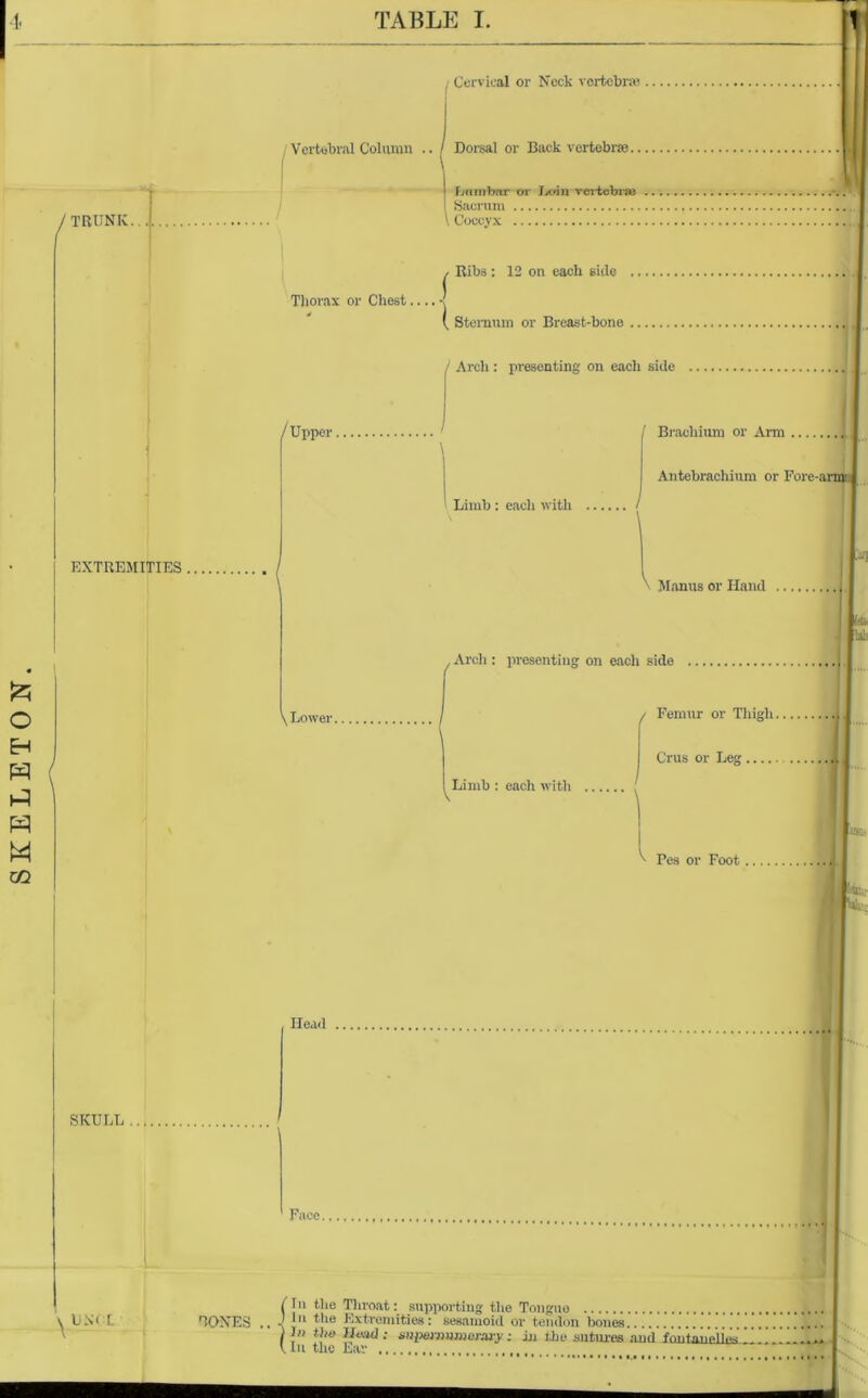 SKELETON. 'trunk X EXTREMITIES . SKULL UN< t TABLE I. . Cervical or Neck vertebra;. Vertebral Column .. / Dorsal or Back vertebras Lumbar or Loin vertebrae Sacrum \ Coccyx Thorax or Chest.... Ribs: 12 on each side / Upper. \ Lower. Head Face. ( Sternum or Breast-bone / Arch : presenting on each side / Brachium or Arm Antebrachium or Fore-arm' j Limb: eacli with Manus or Hand , Arch : presenting on each side Limb ; each with f Femur or Thigh. Crus or Leg T Fes or Foot , {In the Throat: supporting the Tongue In the Extremities: sesamoid or tendon bones )» the Head ; supernumerary; in Die sutures and In the Ear