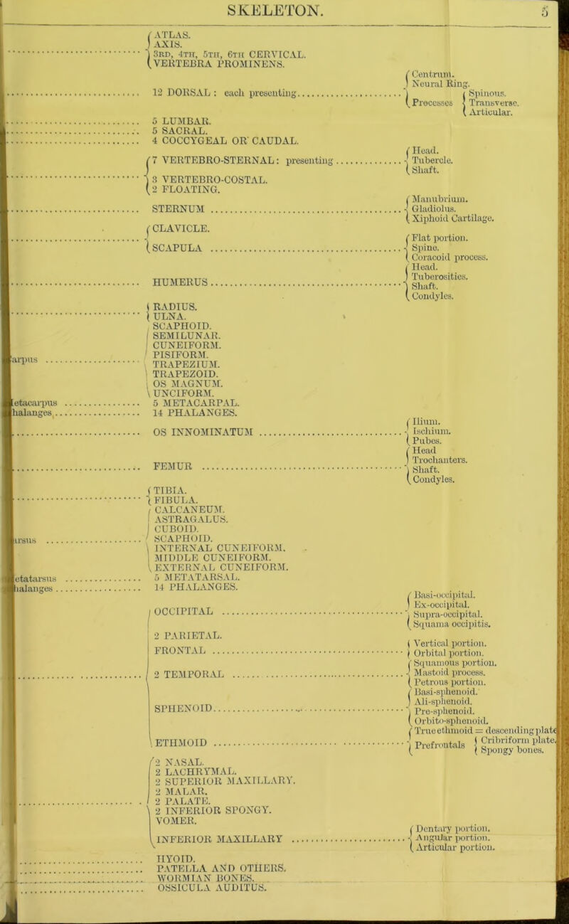 Carpus letacarpus llialanges . lota tarsus lialanges . ( ATLAS. ) AXIS. ‘j 3rtn, -1th, 5th, 6th CERVICAL. (.VERTEBRA PROMINENT 12 DORSAL : each presenting 5 LUMBAR. 5 SACRAL. 4 COCCYGEAL OR'CAUDAL. (7 VERTEBRO-STERNAL: presenting 1 3 VERTEBRO-COSTAL. (.2 FLOATING. STERNUM CLAVICLE. (.SCAPULA HUMERUS l RADIUS. ( ULNA. SCAPHOID. I SEMILUNAR. ! CUNEIFORM. PISIFORM. TRAPEZIUM. 1 TRAPEZOID. ■ OS MAGNUM. \ UNCIFORM. 5 METACARPAL. 14 PHALANGES. OS INNOMINATUM FEMUR (TIBIA. (FIBULA. I CALCANEUM. . ASTRAGALUS. CUBOID. SCAPHOID. I INTERNAL CUNEIFORM. I MIDDLE CUNEIFORM. V EXTERNAL CUNEIFORM. 5 METATARSAL. 14 PHALANGES. I oceiriTAL . I 2 PARIETAL. FRONTAL ... 2 TEMPORAL SPHENOID \ ETHMOID (i NASAL. 2 LACHRYMAL. 2 SUPERIUR MAXILLARY. 2 MALAR. 2 PALATE. \ 2 INFERIOR SPONGY. VOMER. .INFERIOR MAXILLARY . IIYOID. PATELLA AND OTHERS. WORMIAN BONES. OSSICULA AUD1TUS. ( Centrum. I Neural Ring, j i Spinous. (Processes < Transverse. ( Articular. (Head. • Tubercle. ( Shaft. i Manubrium, a Gladiolus. ( Xiphoid Cartilage. (■ Flat portion. ( Coracoid process. / Head. ) Tuberosities. ’) Shaft. ( Condyles. i Ilium. - Ischium. ( Pubes. / Head J Trochanters. ’) Shaft. ( Condyles. / Basi-Occipital. 1 Ex-occipital. i Supra-oeoipital. ( Squama occipitis. i Vertical portion. ( Orbital portion. ( Squamous portion. ■[ Mastoid process. ( Petrous portion. / Basi-sphenoid. ] Ali-splienoid. j Pre-sphenoid. ( Orbito-spheuoid. C Trueetlnnoid = descending plat( . - n c I Cribriform plate (Prefrentals ( Sp0Ilgy houlea_ (Dentary portion. • Angular portion. (Articular portion.