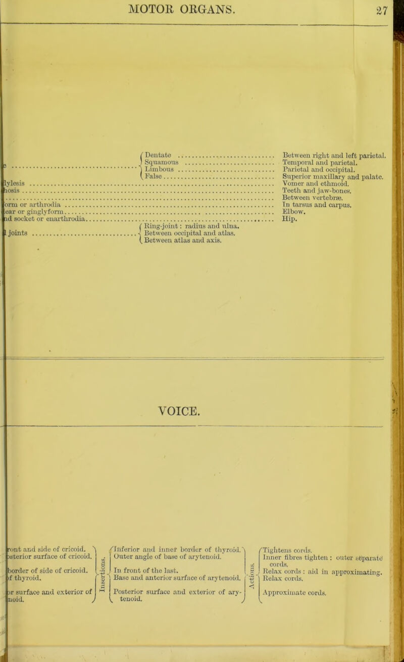 3 lylesis losis . onn or arthrodia ear or ginglyform id socket or euarthrodia [joints Dentate . Squamous Limbous . ( False Ring-joint: radius and ulua. Between occipital and atlas. ( Between atlas and aids. Between right and left parietal. Temporal and parietal. Parietal and occipital. Superior maxillary and palate. Vomer and ethmoid. Teeth and jaw-bones. Between vertebrae. In tarsus and carpus. Elbow. Hip. VOICE. ront and side of cricoid, isterior surface of cricoid. 02 ''Inferior and innet border of thyroid.' Outer angle of base of arytenoid. / border of side of cricoid, if thyroid. S3 O 0) 72 In front of the last. Base and anterior surface of arytenoid. A +3 o ir surface and exterior of noid. , Posterior surface and exterior of ary- k teuoid. ’ V. Inner fibres tighten cords. Relax cords : aid in Relax cords. Approximate cords. : outer separate approximating. ■P