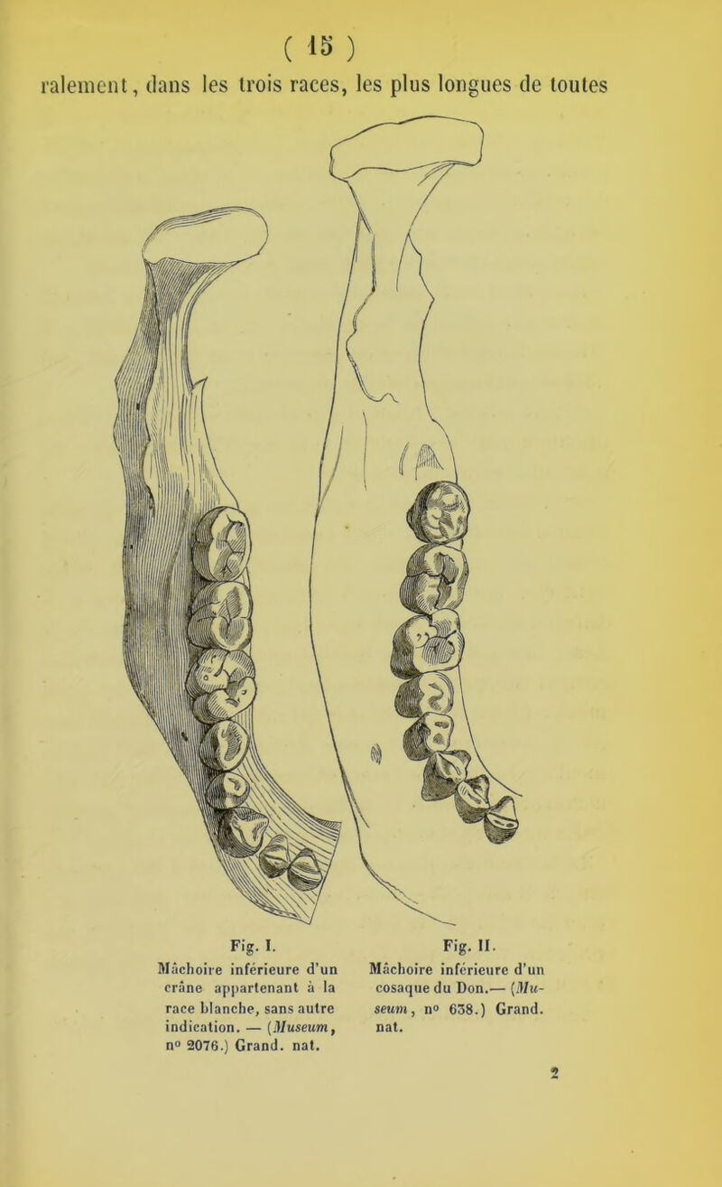 ( 1§ ) râlement, dans les trois races, les plus longues de toutes Fig- i. Fig. II. Mâchoire inférieure d’un crâne appartenant à la race blanche, sans autre indication. — (Muséum, n° 2076.) Grand, nat. Mâchoire inférieure d’un cosaque du Don.— [Mu- séum , n° 658.) Grand, nat. 2