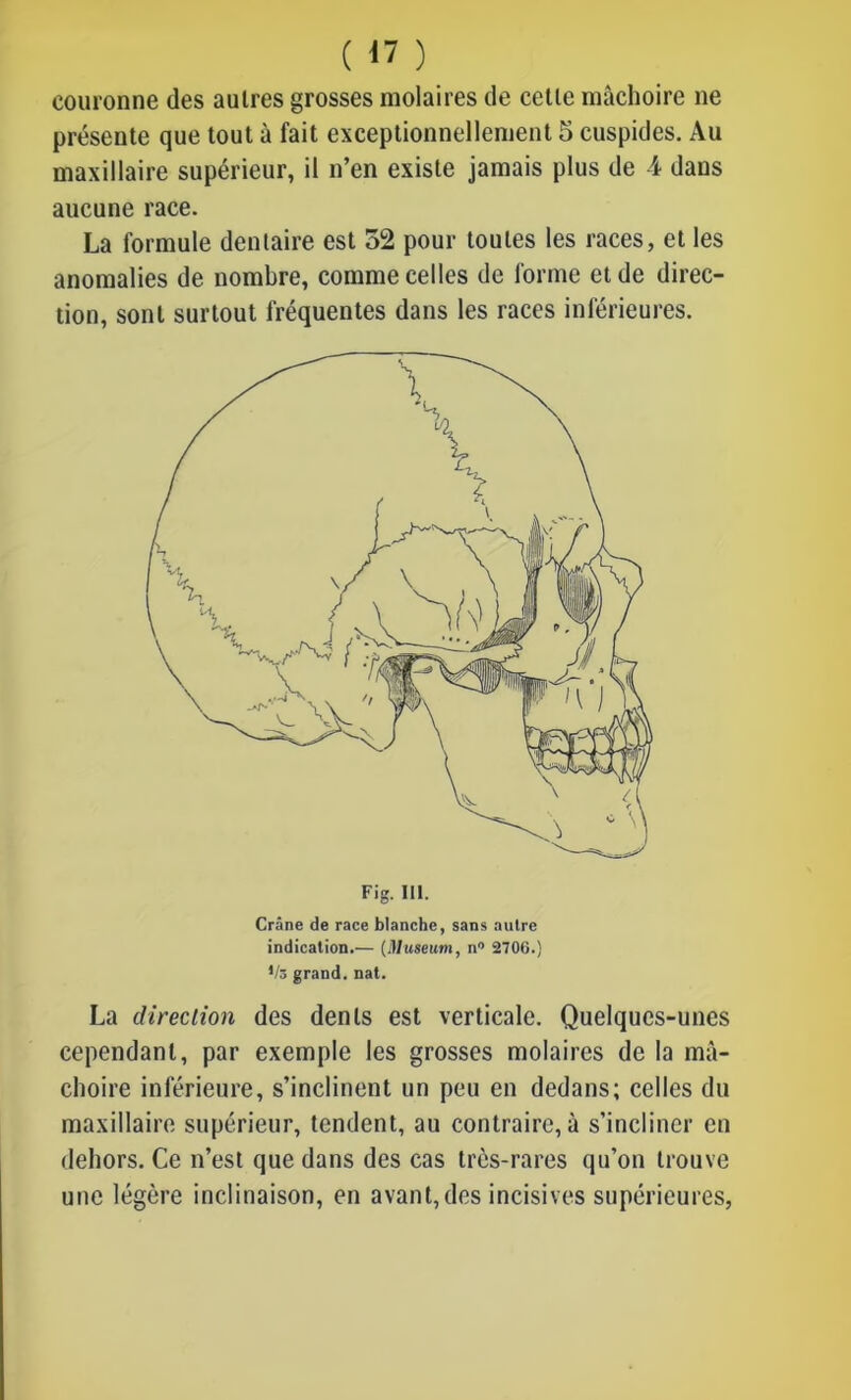 couronne des autres grosses molaires de cette mâchoire ne présente que tout à fait exceptionnellement 5 cuspides. Au maxillaire supérieur, il n’en existe jamais plus de 4 dans aucune race. La formule dentaire est 52 pour toutes les races, et les anomalies de nombre, comme celles de forme et de direc- tion, sont surtout fréquentes dans les races inférieures. La direction des dents est verticale. Quelques-unes cependant, par exemple les grosses molaires de la mâ- choire inférieure, s’inclinent un peu en dedans; celles du maxillaire supérieur, tendent, au contraire, à s’incliner en dehors. Ce n’est que dans des cas très-rares qu’on trouve une légère inclinaison, en avant,des incisives supérieures, Fig. III. Crâne de race blanche, sans autre indication.— (Muséum, n0 2706.)