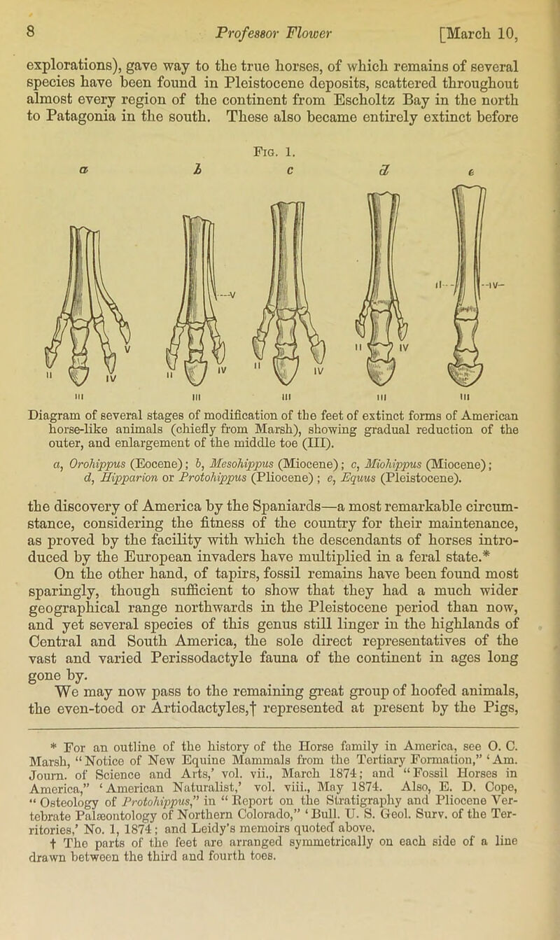 explorations), gave way to the true horses, of which remains of several species have been found in Pleistocene deposits, scattered throughout almost every region of the continent from Escholtz Bay in the north to Patagonia in the south. These also became entirely extinct before Fig. 1. a he Diagram of several stages of modification of tbe feet of extinct forms of American horse-like animals (chiefiy from Marsh), showing gradual reduction of the outer, and enlargement of the middle toe (III). a, OroMppus (Eocene); 6, Mesohippus (Miocene); c, Miohippus (Miocene); d, Hipparion or Protohippus (Pliocene) ; e, Equus (Pleistocene). the discovery of America by the Spaniards—a most remarkable circum- stance, considering the fitness of the country for their maintenance, as proved by the facility with which the descendants of horses intro- duced by the Eiu’opean invaders have multiplied in a feral state.* On the other hand, of tapirs, fossil remains have been found most sparingly, though sufficient to show that they had a much wider geographical range northwards in the Pleistocene period than now, and yet several species of this genus still linger in the highlands of Central and South America, the sole direct representatives of the vast and varied Perissodactyle fauna of the continent in ages long gone by. We may now pass to the remaining great group of hoofed animals, the even-toed or Artiodactyles,| represented at present by the Pigs, * For an outline of the history of the Horse family in America, see O. C. Marsh, “Notice of New Equine Mammals from the Tertiary Formation,” ‘Am. Joum. of Science and Arts,’ vol. vii., March 1874; and “Fossil Horses in America,” ‘American Naturalist,’ vol. viii., May 1874. Also, E. D. Cope, “ Osteology of Protohippus,” in “ Report on the Stratigraphy and Pliocene Ver- tebrate PaliBontology of Northern Colorado,” ‘ Bull. U. S. Geol. Surv. of the Ter- ritories,’ No. 1, 1874; and Leidy’s memoirs quoted above. t The parts of the feet are arranged symmetrically on each side of a line drawn between the thud and fourth toes.