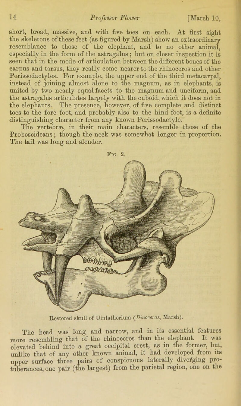 short, broad, massive, and with five toes on each. At first sight the skeletons of these feet (as figui’ed by Marsh) show an extraordinary resemblance to those of the elephant, and to no other animal, especially in the form of the astragalus; but on closer inspection it is seen that in the mode of articulation between the difierent bones of the carpus and tarsus, they really come nearer to the rhinoceros and other Perissodactyles. For example, the upper end of the third metacarpal, instead of joining almost alone to the magnum, as in elephants, is united by two nearly equal facets to the magnum and unciform, and the astragalus articulates largely with the cuboid, which it does not in the elephants. The presence, however, of five complete and distinct toes to the fore foot, and probably also to the hind foot, is a definite distinguishing character from any known Perissodactyle. The vertebrae, in their main characters, resemble those of the Proboscideans; though the neck was somewhat longer in proportion. The tail was long and slender. Fig. 2. Kestored skull of Uintatherium (Dinoceras, Marsh). Tho head was long and narrow, and in its essential features more resembling that of the rhinoceros than the elephant. It was elevated behind into a great occipital crest, as in the former, but, unlike that of any other known animal, it had developed from its upper surface three pairs of conspicuous laterally diverging pro- tuberances, one pair (the largest) from the parietal region, one on the