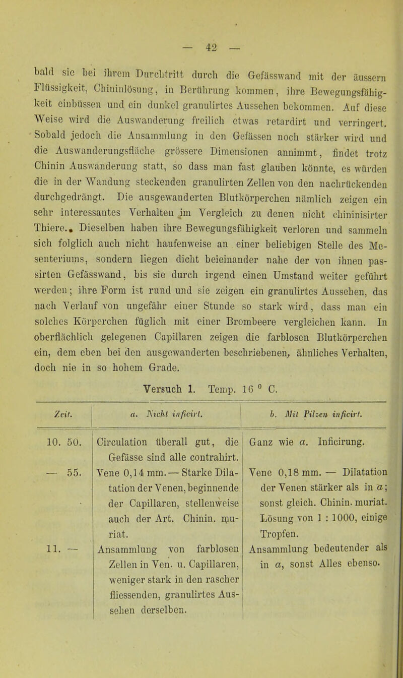 bald sic bei ihrem Durchtritt durch die Gefässwand mit der äussern Flüssigkeit, Gliininlösung, in Berührung kommen, ihre Bewegungsfähig- keit einbüssen und ein dunkel granulirtes Aussehen bekommen. Auf diese Weise wird die Auswanderung freilich etwas retardirt und verringert. Sobald jedoch die Ansammlung in den Gefässen noch stärker wird und die Auswanderungsfläche grössere Dimensionen annimmt, findet trotz Chinin Auswanderung statt, so dass man fast glauben könnte, es würden die in der Wandung steckenden granulirten Zellen von den nachrückenden durchgedrängt. Die ausgewanderten Blutkörperchen nämlich zeigen ein sehr interessantes Verhalten im Vergleich zu denen nicht chininisirter Thierc.. Dieselben haben ihre Bewegungsfähigkeit verloren und sammeln sich folglich auch nicht haufenweise an einer beliebigen Stelle des Me- senteriums, sondern liegen dicht beieinander nahe der von ihnen pas- sirten Gefässwand, bis sie durch irgend einen Umstand weiter geführt werden; ihre Form ist rund und sie zeigen ein granulirtes Aussehen, das nach Verlauf von ungefähr einer Stunde so stark wird, dass man ein solches Körperchen füglich mit einer Brombeere vergleichen kann. In oberflächlich gelegenen Capillaren zeigen die farblosen Blutkörperchen ein, dem eben bei den ausgewanderten beschriebenen, ähnliches Verhalten, doch nie in so hohem Grade. Zeit. Versuch 1. Temp. IG 0 C. a. Rieht inficirl. b. Mil Pilzen inficirl. 10. 50. — 55. 11. — Circulation überall gut, die Gefässe sind alle contrahirt. Vene 0,14 mm. — Starke Dila- tation der V enen,beginnende der Capillaren, stellenweise auch der Art. Chinin, ipu- riat. Ansammlung von farblosen Zellen in Von. u. Capillaren, weniger stark in den rascher fliessenden, granulirtes Aus- sehen derselben. Ganz wie a. Inficirung. Vene 0,18 mm. — Dilatation der Venen stärker als in o; sonst gleich. Chinin, muriat. Lösung von 1 : 1000, einige Tropfen. Ansammlung bedeutender als in a, sonst Alles ebenso.