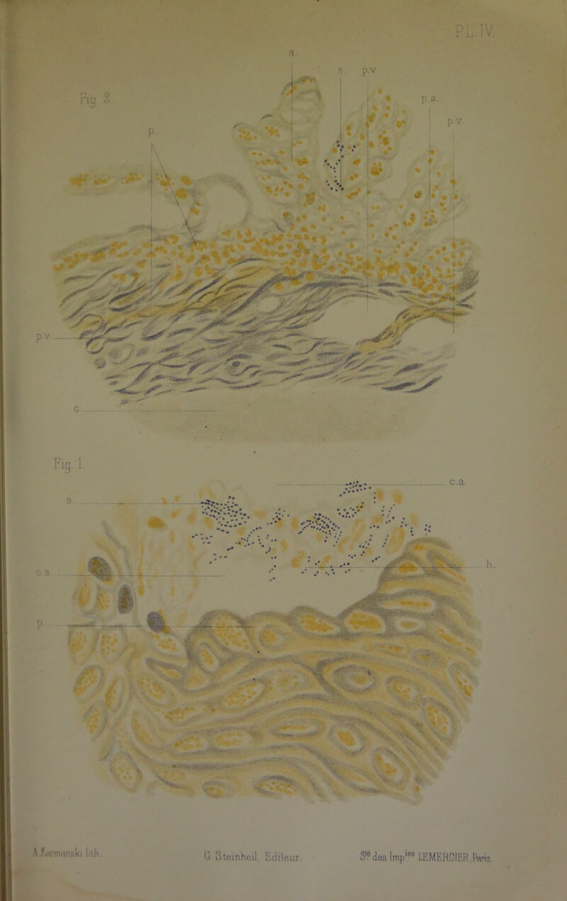 PL. IV. a. Fig. 1. c.a. h. A Kamwnski lilh.