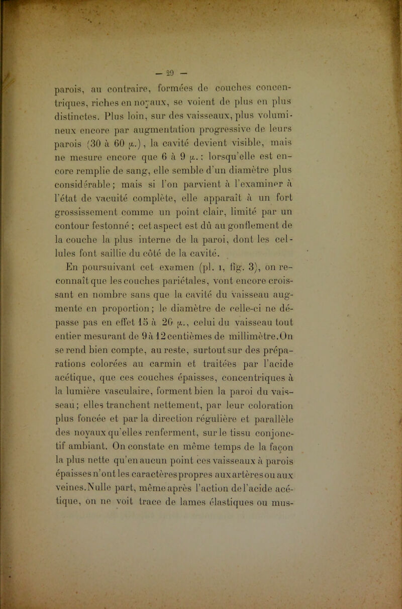 parois, au contraire, formées do couchos concen- triques, riches en noyaux, se voient de plus on plus distinctes. Plus loin, sur des vaisseaux, plus volumi- neux encore par augmentation progressive do leurs parois f30 à 60 p..), la cavité devient visible, mais ne mesure encore que 6 à 9 p.. ; lorsqu’elle est en- core remplie de sang, elle semble d'un diamètre plus considérable; mais si l'on parvient à l'examiner à l’état de vacuité complète, elle apparaît à un fort grossissement comme un point clair, limité par un contour festonné ; cet aspect est dû au gonflement de la couche la plus interne de la paroi, dont les cel- lules font saillie du côté de la cavité. En poursuivant cet examen (pl. î, tîg. 3), on re- connaît que les couches pariétales, vont encore crois- sant en nombre sans que la cavité du vaisseau aug- mente en proportion; le diamètre de celle-ci ne dé- passe pas en effet 15 à 20 p.., celui du vaisseau tout entier mesurant de 9 à 12 centièmes de millimètre.On se rend bien compte, au reste, surtoutsur des prépa- rations colorées au carmin et traitées par l’acide acétique, que ces couches épaisses, concentriques à la lumière vasculaire, forment bien la paroi du vais- seau; elles tranchent nettement, par leur coloration plus foncée et par la direction régulière et parallèle des noyaux qu’elles renferment, sur le tissu conjonc- tif ambiant. On constate en même temps de la façon la plus nette qu’en aucun point ces vaisseaux à parois épaisses n’ont les caractères propres aux artères ou aux veines. Nulle part, même après l’action de l’acide acé- tique, on ne voit trace de lames élastiques ou mus-