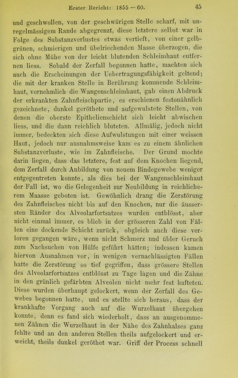 und geschwollen, von der geschwürigen Stelle scharf, mit un- regelmässigem Rande abgegrenzt, diese letztere selbst war in Folge des Substanzverlustes etwas vertieft, von einer gelb- grünen, schmierigen und übelriechenden Masse überzogen, die sich ohne Mühe von der leicht blutenden Schleimhaut entfer- nen Hess. Sobald der Zerfall begonnen hatte, machten sich auch die Erscheinungen der Uebertragungsfähigkeit geltend; die mit der kranken Stelle in Berührung kommende Schleim- haut, vornehmlich die Wangenschleimhaut, gab einen Abdruck der erkrankten Zahnfleischpartie, es erschienen festonähnlich gezeichnete, dunkel geröthete und aufgewulstete Stellen, von denen die oberste Epithelienschicht sich leicht abwischen liess, und die dann reichlich bluteten. Allmälig, jedoch nicht immer, bedeckten sich diese Aufwulstungen mit einer weissen Haut, jedoch nur ausnahmsweise kam cs zu einem ähnlichen Substanzverluste, wie im Zahnfleische. Der Grund mochte darin liegen, dass das letztere, fest auf dem Knochen liegend, dem Zerfall durch Anbildung von neuem Bindegewebe weniger entgegentreten konnte, als dies bei der Wangenschleimhaut der Fall ist, wo die Gelegenheit zur Neubildung in reichliche- rem Maasse geboten ist. Gewöhnlich drang die Zerstörung des Zahnfleisches nicht bis auf den Knochen, nur die äusser- sten Ränder des Alveolarfortsatzes wurden entblösst, aber nicht einmal immer, es blieb in der grösseren Zahl von Fäl- len eine deckende Schicht zurück, obgleich auch diese ver- loren gegangen wäre, wenn nicht Schmerz nnd übler Geruch zum Nachsuchen von Hülfe geführt hätten; indessen kamen hiervon Ausnahmen vor, in wenigen vernachlässigten Fällen hatte die Zerstörung so tief gegriffen, dass grössere Stellen des Alveolarfortsatzes entblösst zu Tage lägen und die Zähne in den grünlich gefärbten Alveolen nicht mehr fest hafteten. Diese wurden überhaupt gelockert, wenn der Zerfall des Ge- webes begonnen hatte, und es stellte sich heraus, dass der krankhafte Vorgang auch auf die Wurzelhaut übergehen konnte, denn es fand sich Aviederholt, dass an ausgenomme- nen Zähnen die Wurzelhaut in der Nähe des Zahnhalses ganz fehlte und an den anderen Stellen theils aufgelockert und er- weicht, theils dunkel geröthet war. Griff der Process schnell