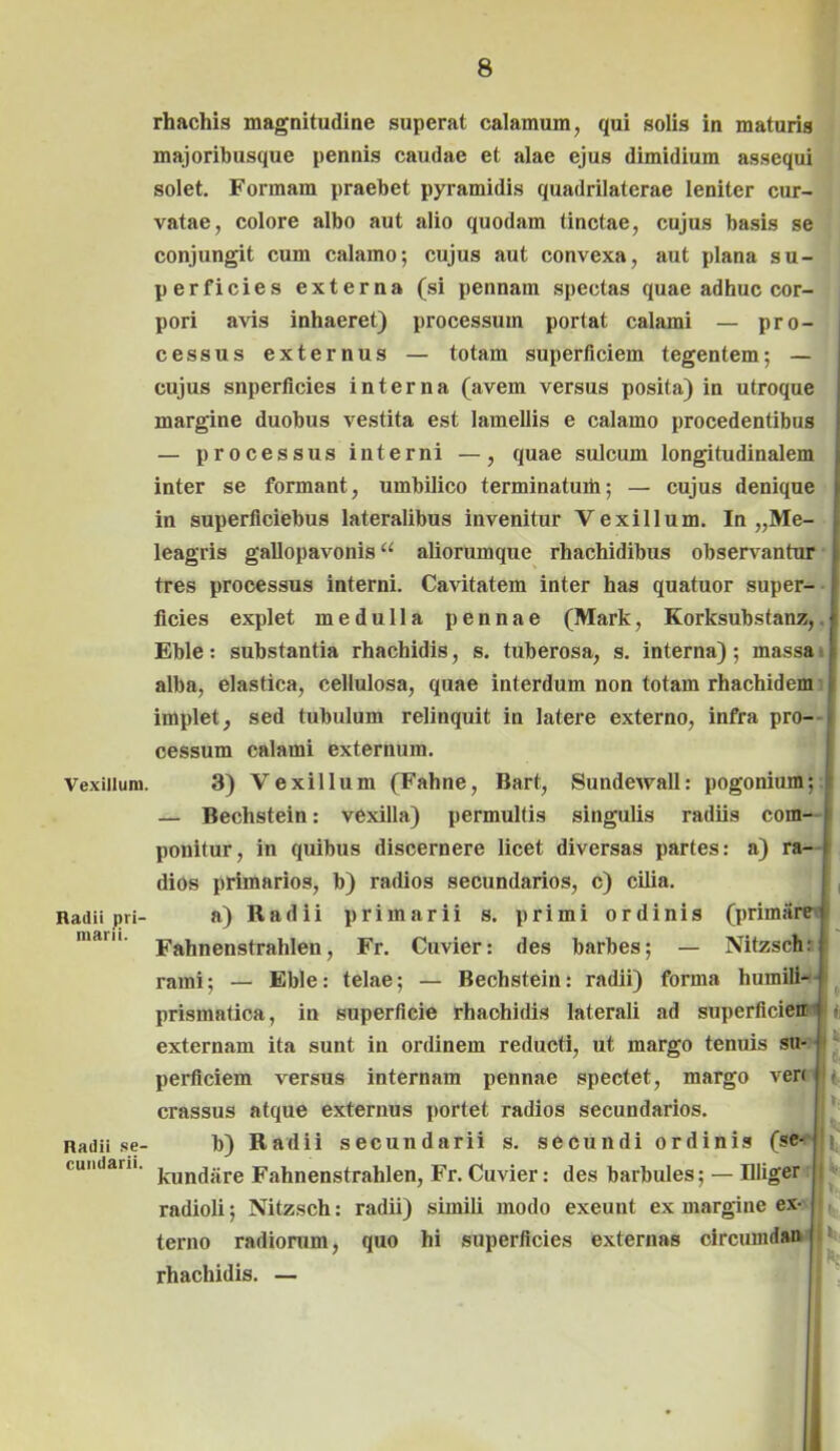 Vexillum. Radii pri- marii. Radii se- cundarii. rhachis magnitudine superat calamum, qui solis in maturis majoribusque pennis caudae et alae ejus dimidium assequi solet. Formam praebet pyramidis quadrilaterae leniter cur- vatae, colore albo aut alio quodam tinctae, cujus basis se conjungit cum calamo; cujus aut convexa, aut plana su- perficies externa (si pennam spectas quae adhuc cor- pori avis inhaeret) processum portat calami — pro- cessus externus — totam superficiem tegentem; — cujus superficies interna (avem versus posita) in utroque margine duobus vestita est lamellis e calamo procedentibus — processus interni —, quae sulcum longitudinalem inter se formant, umbilico terminatuih; — cujus denique in superficiebus lateralibus invenitur Vexillum. In „Me- j leagris gallopavonis “ aliorumque rhachidibus observantur fc tres processus interni. Cavitatem inter has quatuor super- ficies explet medulla pennae (Mark, Korksubstanz,.♦ Eble : substantia rhachidis, s. tuberosa, s. interna) ; massa 11 alba, elastica, cellulosa, quae interdum non totam rhachidem implet, sed tubulum relinquit in latere externo, infra pro- i cessum calami externum. 3) Vexillum (Fahne, Bart, Sundewall: pogonium; — Bechstein: vexilla) permultis singulis radiis com- ponitur, in quibus discernere licet diversas partes: a) ra- < dios primarios, b) radios secundarios, c) cilia. a) Radii primarii s. primi ordinis (primare Fahnenstrahlen, Fr. Cuvier: des barbes; — Nitzsch: rami; — Eble: telae; — Bechstein: radii) forma humili- prismatica, in superficie rhachidis laterali ad superficieir tu externam ita sunt in ordinem reducti, ut margo tenuis su- j perficiem versus internam pennae spectet, margo ven |( crassus atque externus portet radios secundarios. b) Radii secundarii s. secundi ordinis (se- i kundiire Fahnenstrahlen, Fr. Cuvier: des barbules; — Illiger radioli; Nitzsch: radii) simili modo exeunt ex margine ex- terno radiorum, quo hi superficies externas circumdan rhachidis. —