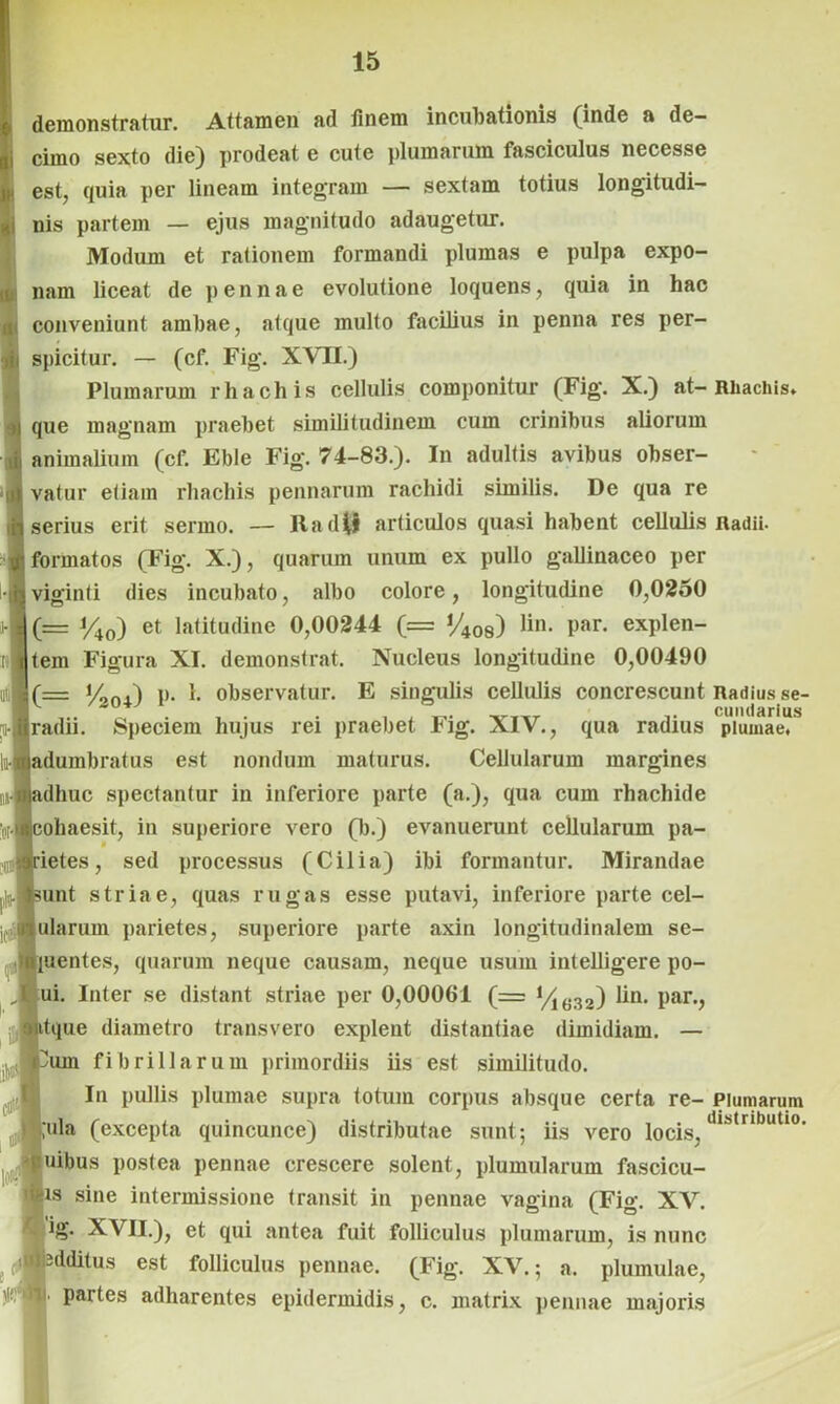 demonstratur. Attamen ad finem incubationis (inde a de- cimo sexto die) prodeat e cute plumarum fasciculus necesse est, quia per lineam integram — sextam totius longitudi- nis partem — ejus magnitudo adaugetur. Modum et rationem formandi plumas e pulpa expo- nam liceat de pennae evolutione loquens, quia in hac conveniunt ambae, atque multo facilius in penna res per- spicitur. — (cf. Fig. XVII.) Plumarum rhachis cellulis componitur (Fig. X.) at-Rhachis. que magnam praebet similitudinem cum crinibus aliorum animalium (cf. Eble Fig. 74-83.). In adultis avibus obser- iil vatur etiam rhachis pennarum rachidi similis. De qua re serius erit sermo. — Radi» articulos quasi habent cellulis Radii, formatos (Fig. X.), quarum unum ex pullo gallinaceo per viginti dies incubato, albo colore, longitudine 0,0250 j-M (= %0) et latitudine 0,00244 (= y408) lin. par. explen- itltem Figura XI. demonstrat. Nucleus longitudine 0,00490 (= !/,„_.) p. 1. observatur. E singulis cellulis concrescunt Radius se- ^ * anularius H-Wradii. Speciem hujus rei praebet Fig. XIV., qua radius plumae. loffl dumbratus est nondum maturus. Cellularum margines huc spectantur in inferiore parte (a.), qua cum rhachide ohaesit, in superiore vero (b.) evanuerunt cellularum pa- ietes, sed processus (Cilia) ibi formantur. Mirandae iunt striae, quas rugas esse putavi, inferiore parte cel- ularum parietes, superiore parte axin longitudinalem se- uentes, quarum neque causam, neque usum intelligere po- ui. Inter se distant striae per 0,00061 (= i/ie.32) lin. par., ttque diametro transvero explent distantiae dimidiam. — fibrillarum primordiis iis est similitudo. In pullis plumae supra totum corpus absque certa re- Plumarum (excepta quincunce) distributae sunt; iis vero locis, uibus postea pennae crescere solent, plumularum fascicu- >ws sine intermissione transit in pennae vagina (Fig. XV. r ig. XVII.), et qui antea fuit folliculus plumarum, is nunc distributio. ■ J 7 1 * v**v jiiuimu U AJ.J j JIO 111« IIV iKdditus est folliculus pennae. (Fig. XV.; a. plumulae, ; partes adharentes epidermidis, c. matrix pennae majoris