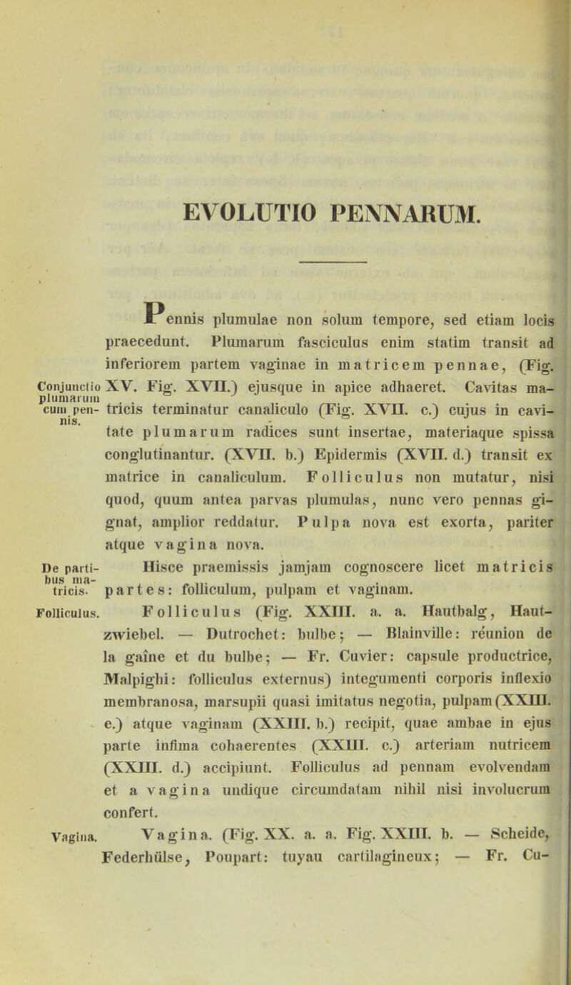 EVOLUTIO PENNARUM. Conjunctio plumarum cum pen- nis. De parti- bus ma- tricis. Folliculus. Vagina. Pennis plumulae non solum tempore, sed etiam locis praecedunt. Plumarum fasciculus enim statim transit ad inferiorem partem vaginae in matricem pennae, (Fig. XV. Fig. XVII.) ejusque in apice adhaeret. Cavitas ma- tricis terminatur canaliculo (Fig. XVII. c.) cujus in cavi- tate plumarum radices sunt insertae, materiaque spissa conglutinantur. (XVII. b.) Epidermis (XVII. d.) transit ex matrice in canaliculum. Folliculus non mutatur, nisi quod, quum antea parvas plumulas, nunc vero pennas gi- gnat, amplior reddatur. Pulpa nova est exorta, pariter atque vagina nova. Hisce praemissis jamjam cognoscere licet matricis partes: folliculum, pulpam et vaginam. Folliculus (Fig. XXIII. a. a. Hautbalg, Haut- zwiebel. — Dutrochet: bulbe; — Blainville: reunion de la gaine et du bulbe; — Fr. Cuvier: capsule productrice, Malpigbi: folliculus externus) integumenti corporis inflexio membranosa, marsupii quasi imitatus negotia, pulpam (XXHI. e.) atque vaginam (XXIII. b.) recipit, quae ambae in ejus parte infima cohaerentes (XXHI. c.) arteriam nutricem (XXIII. d.) accipiunt. Folliculus ad pennam evolvendam et a vagina undique circumdatam nihil nisi involucrum confert. Vagi n a. (Fig. XX. a. a. Fig. XXHI. b. — Scheide, Federhiilse, Poupart: tuyau cartilagineux; — Fr. Cu-