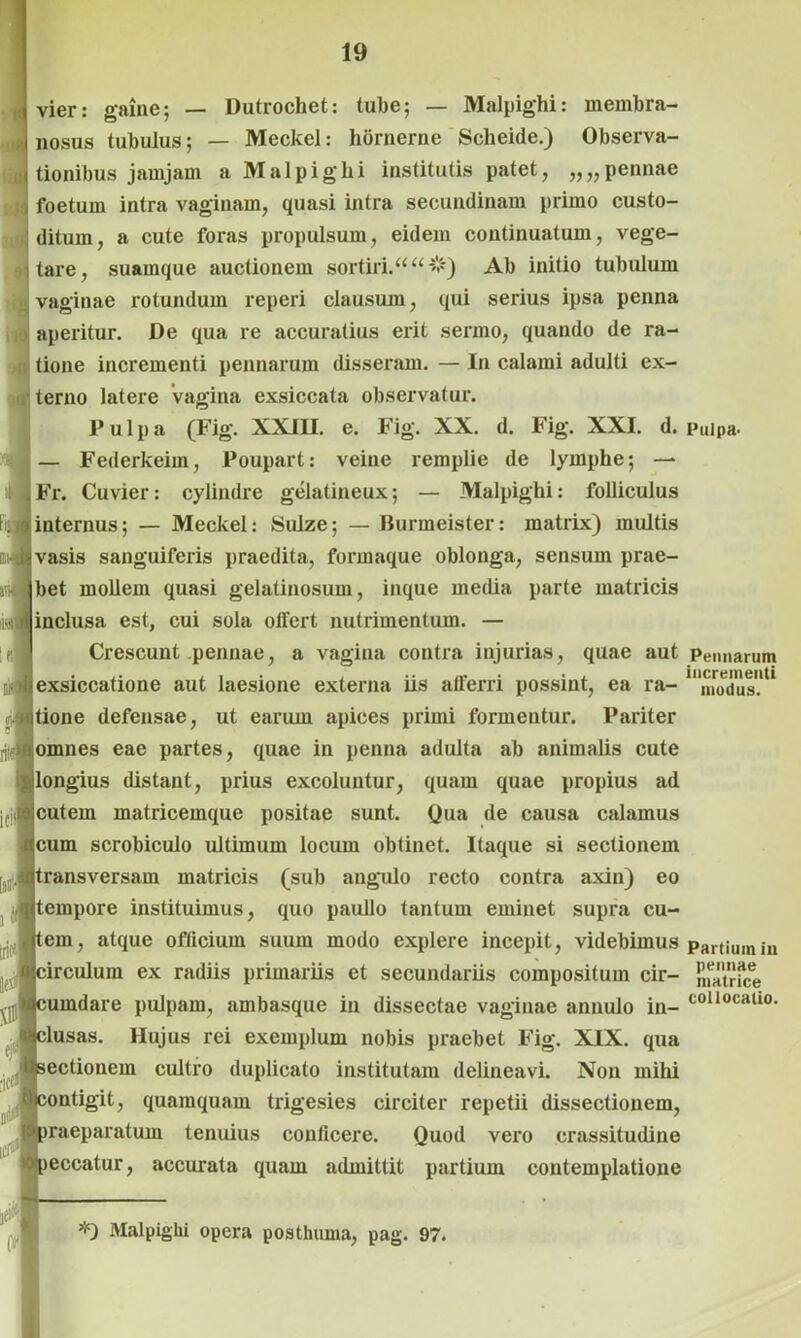 vier: gaine; — Dutrochet: tube; — Malpighi: membra- nosus tubulus; — Meckel: hornerne Scheide.) Observa- tionibus jamjam a Malpighi institutis patet, „„pennae foetum intra vaginam, quasi intra secundinam primo custo- ditum, a cute foras propulsum, eidem continuatum, vege- tare, suamque auctionem sortiri. “ Ab initio tubulum vaginae rotundum reperi clausum, qui serius ipsa penna aperitur. De qua re accuratius erit sermo, quando de ra- tione incrementi pennarum disseram. — In calami adulti ex- terno latere vagina exsiccata observatur. Pulpa (Fig. XXIII. e. Fig. XX. d. Fig. XXI. d. — Federkeim, Poupart: veine remplie de lymphe; — Fr. Cuvier: cylindre gelatineux; — Malpighi: folliculus internus; — Meckel: Sulze; — Burmeister: matrix) multis vasis sanguiferis praedita, formaque oblonga, sensum prae- bet mollem quasi gelatinosum, inque media parte matricis inclusa est, cui sola offert nutrimentum. — Crescunt pennae, a vagina contra injurias, quae aut exsiccatione aut laesione externa iis afferri possint, ea ra- tione defensae, ut earum apices primi formentur. Pariter omnes eae partes, quae in penna adulta ab animalis cute longius distant, prius excoluntur, quam quae propius ad cutem matricemque positae sunt. Qua de causa calamus cum scrobiculo ultimum locum obtinet. Itaque si sectionem ransversam matricis (sub angulo recto contra axin) eo empore instituimus, quo paullo tantum eminet supra cu- em, atque ofticium suum modo explere incepit, videbimus irculura ex radiis primariis et secundariis compositum cir- urndare pulpam, ambasque in dissectae vaginae annulo in- lusas. Hujus rei exemplum nobis praebet Fig. XIX. qua ectionem cultro duplicato institutam delineavi. Non mihi ontigit, quamquam trigesies circiter repetii dissectionem, raeparatum tenuius conticere. Quod vero crassitudine eccatur, accurata quam admittit partium contemplatione Pulpa- Pennarum incrementi modus. Partium in pennae matrice collocatio. *) Malpighi opera posthuma, pag. 97.
