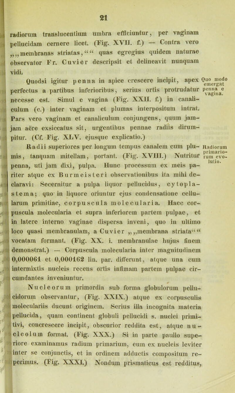 radiorum translucentium umbra efficiuntur, per vaginam pellucidam cernere licet. (Fig. XVII. f.) — Contra vero „„membranas striatas,““ quas egregius quidem naturae observator Fr. Cuvier descripsit et delineavit nunquam vidi. Quodsi igitur penna in apice crescere incipit, apex 0^« modo perfectus a partibus inferioribus, serius ortis protrudatur pennate necesse est. Simul e vagina (Fig. XXII. f.) in canali- culum (c.) inter vaginam et plumas interpositum intrat. Pars vero vaginam et canaliculum conjungens, quum jam- jain acre exsiccatus sit, urgentibus pennae radiis dirum- pitur. (Cf. Fig. XLV. ejusque explicatio.) Ita dii superiores per longum tempus canalem cum plu- Radiorum mis, tanquam mitellam, portant. (Fig. XVIII.) Nutritur ruin evo- penna, uti jam dixi, pulpa, lluuc processum ex meis pa- riter atque ex Burmeisteri observationibus ita mihi de- claravi: Secernitur a pulpa liquor pellucidus, cytopla- stema; quo in liquore oriuntur ejus condensatione cellu- larum primitiae, corpuscula molecularia. Haec cor- puscula molecularia et supra inferiorem partem pulpae, et in latere interno vaginae dispersa inveni, quo in ultimo loco quasi membranulam, a Cuvier „„membrana striataa“ vocatam formant. (Fig. XX. i. membranulae hujus finem demonstrat.) — Corpuscula molecularia inter magnitudinem 0,000061 et 0,000162 liu. par. differunt, atque una cum intermixtis nucleis recens ortis infimam partem pulpae cir- cumdantes inveniuntur. 0 Nucleorum primordia sub forma globulorum pellu- cidorum observantur, (Fig. XXIX.) atque ex corpusculis moleculariis ducunt originem. Serius illa incognita materia pellucida, quam continent globuli pellucidi s. nuclei primi- tivi, concrescere incipit, obscurior reddita est, atque nu- cleolum format. (Fig. XXX.) Si in parte paullo supe- riore examinamus radium primarium, eum ex nucleis leviter inter se conjunctis, et in ordinem adductis compositum re- perimus. (Fig. XXXI.) Nondum prismaticus est redditus,
