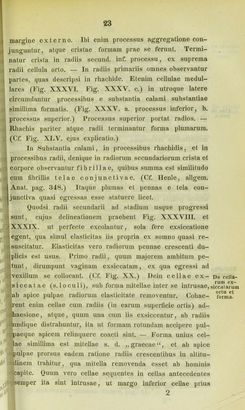 margine externo. Ibi enim processus aggregatione con- junguntur, atque cristae formam prae se ferunt. Termi- natur crista in radiis secund. inf. processu, ex suprema radii cellula orto. — In radiis primariis omnes observantur partes, quas descripsi in rhachide. Etenim cellulae medul- lares (Fig. XXXVI. Fig. XXXV. c.) in utroque latere circumdantur processibus e substantia calami substantiae simillima formatis. (Fig. XXXV. a. processus inferior, b. processus superior.) Processus superior portat radios. — Rhachis pariter atque radii terminantur forma plumarum. (Cf. Fig. XLV. ejus explicatio.) In Substantia calami, in processibus rhachidis, et in processibus radii, denique in radiorum secundariorum crista et corpore observantur fibrillae, quibus summa est similitudo cum fibrillis telae conjunctivae. (Cf. Henle, allgem. Anat. pag. 348.) Itaque plumas et pennas e tela con- junctiva quasi egressas esse statuere licet. Quodsi radii secundarii ad stadium usque progressi sunt, cujus delineationem praebent Fig. XXXVIII. et |XXXIX. ut perfecte excolantur, sola fere exsiccatione egent, qua simul elasticitas iis propria ex somno quasi re- : suscitatur. Elasticitas vero radiorum pennae crescenti du- jplicis est usus. Primo radii, quum majorem ambitum pe- (tunt, dirumpunt vaginam exsiccatam, ex qua egressi ad tvexillum se collocant. (Cf. Fig. XX.) Dein cellae ex- De cella- isiccatae (s. loculi), sub forma mitellae inter se intrusae,sicca!arum ab apice pulpae radiorum elasticitate removentur. Coliae- format rent enim cellae cum radiis (in earum superficie ortis) ad- laesione, atque, quum una cum iis exsiccentur, ab radiis indique distrahuntur, ita ut formam rotundam accipere pul- rneque apicem relinquere coacti sint. — Forma unius cel- )ae simillima est mitellae s. d. „graecae“, et ab apice ipulpae prorsus eadem ratione radiis crescentibus in altitu- dinem trahitur, qua mitella removenda esset ab hominis capite. Quum vero cellae sequentes in cellas antecedentes emper ita sint intrusae, ut margo inferior cellae prius 2