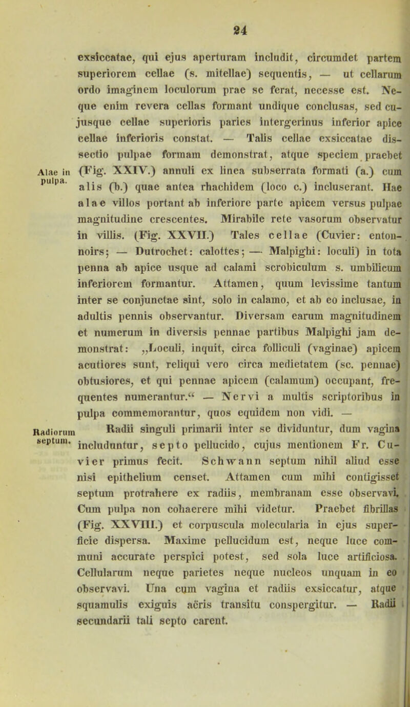 exsiccatae, qui ejus aperturam includit, circumdet partem superiorem cellae (s. mitellae) sequentis, — ut cellarum ordo imaginem loculorum prae se ferat, necesse est. Ne- que enim revera cellas formant undique conclusas, sed cu- jusque cellae superioris paries intergerinus inferior apice cellae inferioris constat. — Talis cellae exsiccatae dis- sectio pulpae formam demonstrat, atque speciem praebet Aiae in (Fig. XXIV.) annuli ex linea subserrata formati (a.) cum inupa. (b.) quae antea rhachidem (loco c.) incluserant. Hae alae villos portant ab inferiore parte apicem versus pulpae magnitudine crescentes. Mirabile rete vasorum observatur in villis. (Fig. XXVII.) Tales cellae (Cuvier: enton- noirs; — Dutrochet: calottes; — Malpighi: loculi) in tota penna ab apice usque ad calami scrobiculum s. umbilicum inferiorem formantur. Attamen, quum levissime tantum inter se conjunctae sint, solo in calamo, et ab eo inclusae, in adultis pennis observantur. Diversam earum magnitudinem et numerum in diversis pennae partibus Malpighi jam de- monstrat: „Loculi, inquit, circa folliculi (vaginae) apicem acutiores sunt, reliqui vero circa medietatem (sc. pennae) obtusiores, et qui pennae apicem (calamum) occupant, fre- quentes numerantur. “ — Nervi a multis scriptoribus in pulpa commemorantur, quos equidem non vidi. — Radiorum Radii singuli primarii inter se dividuntur, dum vagina septum, incingantur, septo pellucido, cujus mentionem Fr. Cu- vier primus fecit. Schwann septum nihil aliud esse nisi epithelium censet. Attamen cum mihi contigisset septum protrahere ex radiis, membranam esse observavi. Cum pulpa non cohaerere mihi videtur. Praebet fibrillas (Fig. XXVIII.) et corpuscula molecularia in ejus super- ficie dispersa. Maxime pellucidum est, neque luce com- muni accurate perspici potest, sed sola luce artificiosa. Cellularum neque parietes neque nucleos unquam in eo observavi. Una cum vagina et radiis exsiccatur, atque squamulis exiguis aeris transitu conspergitur. — Radii secundarii tali septo carent.