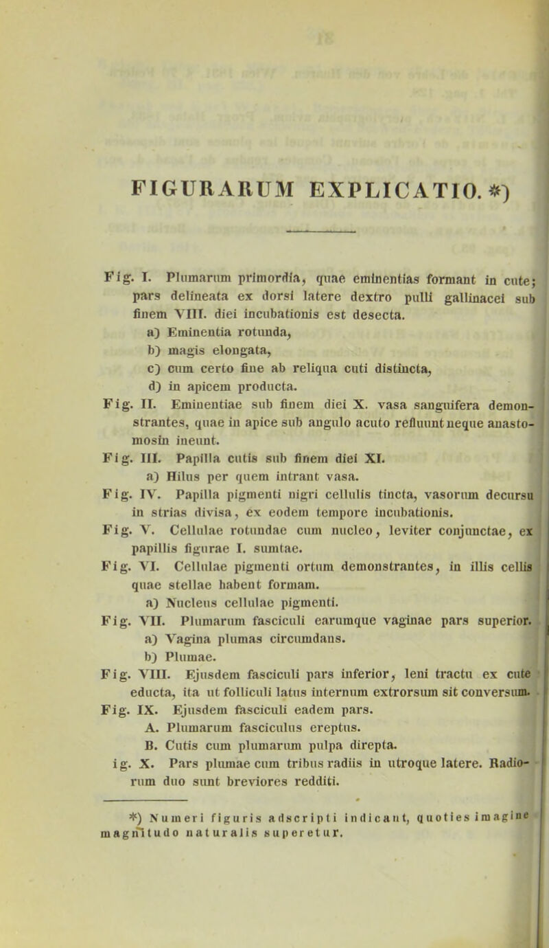 FIGURARUM EXPLICATIO.*) Fig. I. Plumarum primordia, quae eminentias formant in cute; pars delineata ex dorsi latere dextro pulli gallinacei sub finem VIII. diei incubationis est desecta. a) Eminentia rotunda, b) magis elongata, c) cum certo fine ab reliqua cuti distincta, d) in apicem producta. Fig. II. Eminentiae sub finem diei X. vasa sanguifera demon- strantes, quae in apice sub angulo acuto refluunt neque anasto- mosin ineunt. Fig. III. Papilla cutis sub finem diei XI. a) Hilus per quem intrant vasa. Fig. IV. Papilla pigmenti nigri cellulis tincta, vasorum decursu in strias divisa, ex eodem tempore incubationis. Fig. V. Cellulae rotundae cum nucleo, leviter conjunctae, ex papillis figurae I. sumtae. Fig. VI. Cellulae pigmenti ortum demonstrantes, in illis cellis quae stellae habent formam. a) Nucleus cellulae pigmenti. Fig. VII. Plumarum fasciculi earumque vaginae pars superior. a) Vagina plumas circumdans. b) Plumae. Fig. VIII. Ejusdem fasciculi pars inferior, leni tractu ex cute educta, ita ut folliculi latus internum extrorsiun sit conversum. Fig. IX. Ejusdem fasciculi eadem pars. A. Plumarum fasciculus ereptus. B. Cutis cum plumarum pulpa direpta. ig. X. Pars plumae cum tribus radiis in utroque latere. Radio- rum duo simt breviores redditi. *) Numeri figuris aiiscripti indicant, quoties imagine magifltudo naturalis superetur.