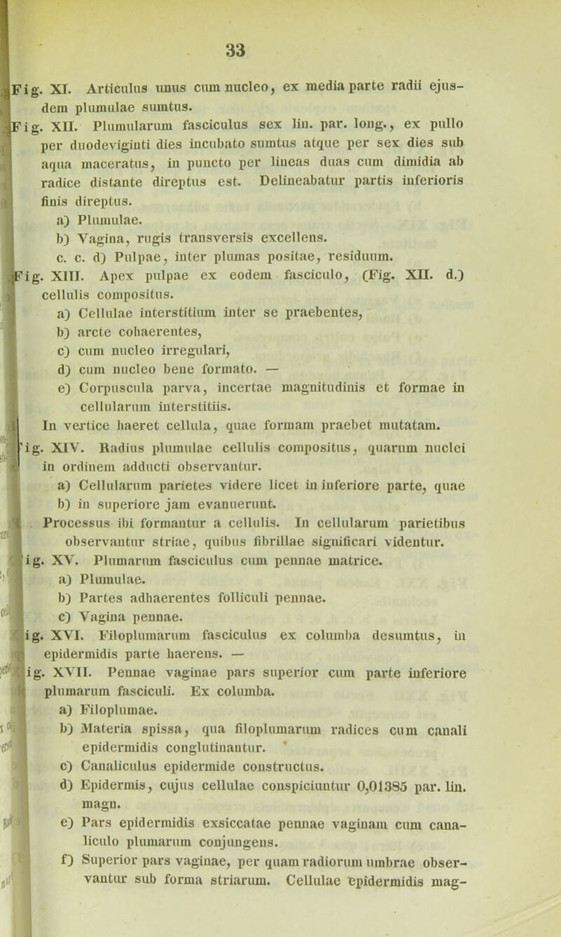 Fig. XI. Articulus unus cum nucleo, ex media parte radii ejus- dem pliunulae sumtns. ig. XII. Plumularum fasciculus sex liu. par. long., ex pullo per duodevigiuti dies incubato sumtus atque per sex dies sub aqua maceratus, in puncto per lineas duas cum dimidia ab radice distante direptus est. Delineabatur partis inferioris finis direptus. a) Pliunulae. b) Vagina, rugis transversis excellens, c. c. d) Pulpae, inter plumas positae, residuum. ig. XIII. Apex pulpae ex eodem fasciculo, (Fig. XII. d.) cellulis compositus. a) Cellulae interstitium inter se praebentes, b) arcte cohaerentes, c) cum nucleo irregulari, d) cum nucleo bene formato. — e) Corpuscula parva, incertae magnitudinis et formae in cellularum interstitiis. In vertice haeret cellula, quae formam praebet mutatam, ig. XIV. Radius pliunulae cellulis compositus, quarum nuclei in ordinem adducti observantur. a) Cellularum parietes videre licet in inferiore parte, quae b) in superiore jam evanuerunt. Processus ibi formantur a cellulis. In cellularum parietibus observantur sti-iae, quibus fibrillae significari videntur, ig. XV. Plumarum fasciculus cum pennae matrice. a) Pliunulae. b) Partes adhaerentes folliculi pennae. c) Vagina pennae. ig. XVI. Filoplumarum fasciculus ex columba desumtus, in epidermidis parte haerens. — ig. XVII. Pennae vaginae pars superior cum parte inferiore plumarum fasciculi. Ex columba. a) Filoplumae. b) Materia spissa, qua filoplumarum radices cum canali epidermidis conglutinantur. c) Canaliculus epidermide constructus. d) Epidermis, cujus cellulae conspiciuntur 0,01395 par. liu. magn. e) Pars epidermidis exsiccatae pennae vaginam cum cana- liculo plumarum conjungens. f) Superior pars vaginae, per quam radiorum umbrae obser- vantur sub foi-ma striarum. Cellulae epidermidis mag-