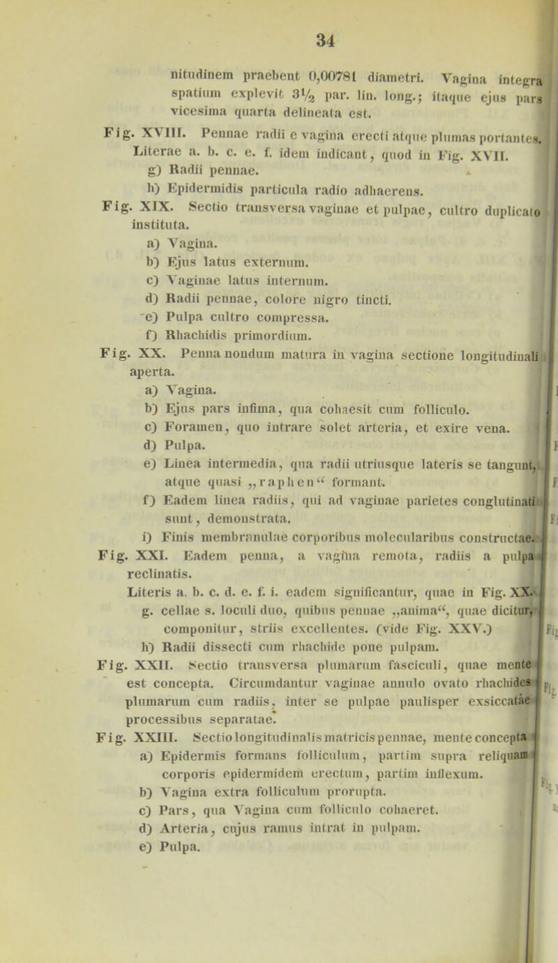 nitudinem praebent 0,00781 diametri. Vagina integra spatium explevit 31/2 par. liu. long.; itaque ejus pars vicesima quarta delineata est. Fig. XVIII. Pennae radii e vagina erecti atque plumas portantes. Literae a. b. c. e. f. idem indicant, quod in Fig. XVII. g) Radii pennae. b) Epidermidis particula radio adhaerens. Fig. XIX. Sectio transversa vaginae et pulpae, cultro duplicato instituta. a) Vagina. b) Ejus latus externum. c) Vaginae latus internum. d) Radii pennae, colore nigro tincti. 'e) Pulpa cultro compressa. 0 Rhachidis primordium. Fig. XX. Penna nondum matura in vagina sectione longitudinali aperta. a) Vagina. b) Ejus pars infima, qua cohaesit cum folliculo. c) Foramen, quo intrare solet arteria, et exire vena. d) Pulpa. e) Linea intermedia, qua radii utriusque lateris se tangunt, atque quasi ,, raphen<e formant. f) Eadem linea radiis, qui ad vaginae parietes conglutinati sunt, demonstrata. fi i) Finis membranulae corporibus molecularibus constructae. Fig. XXI. Eadem penna, a vagina remota, radiis a pulpa reclinatis. Literis a. b. c. d. e. f. i. eadem significantur, quae in Fig. XXa g. cellae s. loculi duo, quibus pennae „auiraa“, quae dicitur, componitur, striis excellentes, (vide Fig. XXV.) h) Radii dissecti cum rhachide pone pulpam. Fig. XXII. Sectio transversa plumarum fasciculi, quae mente est concepta. Circumdantur vaginae annulo ovato rhacliides plumarum cum radiis, inter se pulpae paulisper exsiccatae processibus separatae. Fig. XXIII. Sectio longitudinalis matricis pennae, menteeoncepta a) Epidermis formans folliculum, partim supra reliquam corporis epidermidem erectum, partim inflexum. b) Vagina extra folliculum prorupta. c) Pars, qua Vagina cum folliculo cohaeret. d) Arteria, cujus ramus intrat in pulpam. e) Pulpa.