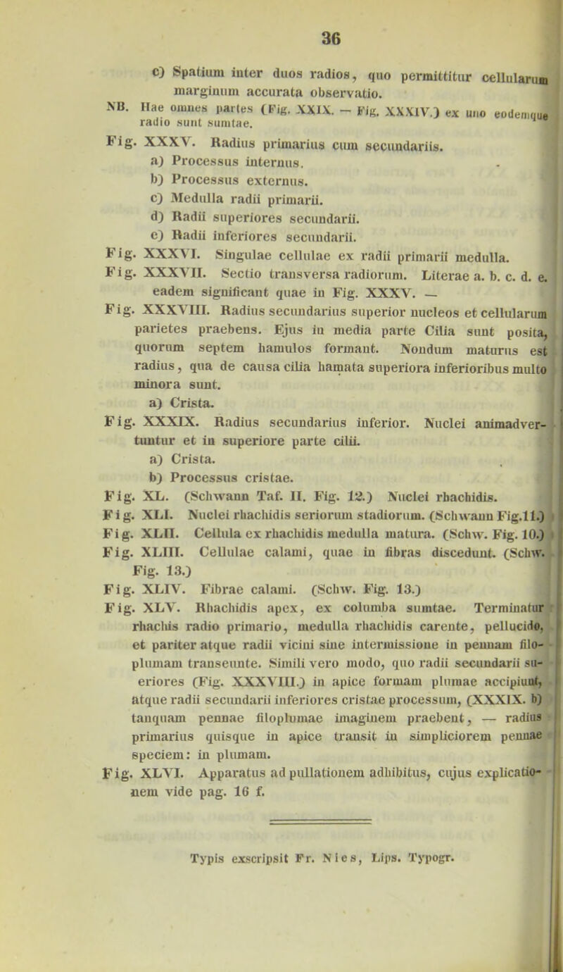c) Spatium iuler duos radios, quo permittitur cellularum marginum accurata observatio. NB. Hae omnes partes (Fig. XXIX. - Fig. XXXIV.) ex uno eodermjue radio sunt sumtae. Fig. XXXV. Radius primarius cum secundariis. a) Processus internus. b) Processus externus. c) Medulla radii primarii. d) Radii superiores secundarii. e) Radii inferiores secundarii. Fig. XXXVI. Singulae cellulae ex radii primarii medulla. F i g. XXXVII. Sectio transversa radiorum. Literae a. b. c. d. e. eadem significant quae in Fig. XXXV. — Fig. XXXVIII. Radius secundarius superior nucleos et cellularum parietes praebens. Ejus in media parte Cilia sunt posita, i quorum septem hamulos formant. Nondum maturus est radius, qua de causa cilia hamata superiora inferioribus multo minora sunt. a) Crista. Fig. XXXIX. Radius secundarius inferior. Nuclei animadver- ■ tuntur et in superiore parte cilii. a) Crista. b) Processus cristae. Fig. XL. (Schwann Taf. II. Fig. 12.) Nuclei rhachidis. F i g. XI.1. Nuclei rhachidis seriorum stadiorum. (Schwann Fig.ll.) Fig. XLII. Cellula ex rhachidis medulla matura. (Schw. Fig. 10.) Fig. XLIII. Cellulae calami, quae in fibras discedunt. (Schw. r| Fig. 13.) Fig. XLIV. Fibrae calami. (Schw. Fig. 13.) Fig. XLV. Rhachidis apex, ex columba sumtae. Terminatur r rhachis radio primario, medulla rhachidis carente, pellucido, et pariter atque radii vicini sine intermissione in pennam filo- plumam transeunte. Simili vero modo, quo radii secundarii su- eriores (Fig. XXXVIII.) in apice formam plumae accipiunt, atque radii secundarii inferiores cristae processum, (XXXIX. b) tanquam pennae filoplumae imaginem praebent, — radius primarius quisque in apice transit in simpliciorem pennae speciem: in plumam. Fig. XLVI. Apparatus ad pullationem adhibitus, cujus explicatio- nem vide pag. 16 f. Typis exscripsit Fr. Nies, Lips. Typogr.
