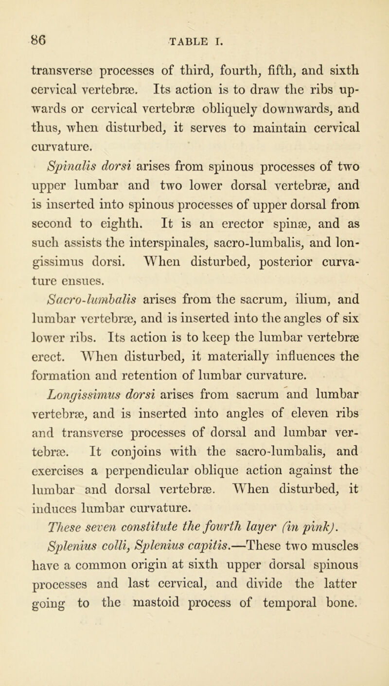 transverse processes of third, fourth, fifth, and sixth cervical vertebrae. Its action is to draw the ribs up- wards or cervical vertebrae obliquely downwards, and thus, when disturbed, it serves to maintain cervical curvature. Spinalis dor si arises from spinous processes of two upper lumbar and two lower dorsal vertebrae, and is inserted into spinous processes of upper dorsal from second to eighth. It is an erector spinae, and as such assists the interspinales, sacro-lumbalis, and lon- gissimus dorsi. When disturbed, posterior curva- ture ensues. Sacro-lumbalis arises from the sacrum, ilium, and lumbar vertebrae, and is inserted into the angles of six lower ribs. Its action is to keep the lumbar vertebrae erect. When disturbed, it materially influences the formation and retention of lumbar curvature. Longissimus dorsi arises from sacrum and lumbar vertebrae, and is inserted into angles of eleven ribs and transverse processes of dorsal and lumbar ver- tebrae. It conjoins with the sacro-lumbalis, and exercises a perpendicular oblique action against the lumbar and dorsal vertebrae. When disturbed, it induces lumbar curvature. These seven constitute the fourth layer (in pink). Splenius colli, Splenius capitis.—These two muscles have a common origin at sixth upper dorsal spinous processes and last cervical, and divide the latter going to the mastoid process of temporal bone.