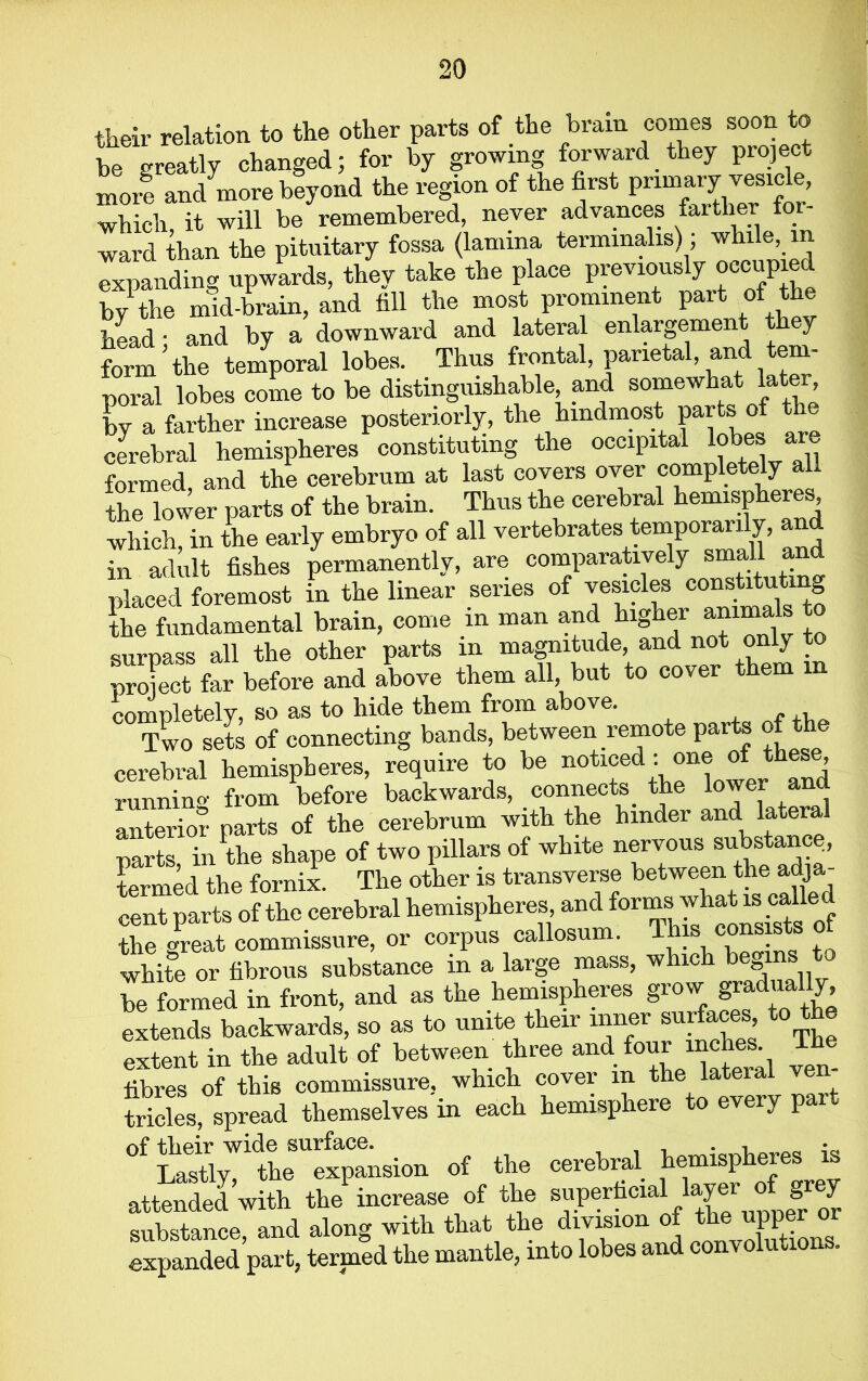 their relation to the other parts of the brain comes soon be greatly changed; for by growing forward they project more and'more beyond the region of the first primary vesjcle, which it will be remembered, never advances farther to ward than the pituitary fossa (lamina terminal*) ; while, m expanding upwards, they take the place previously occupied by the mid-brain, and fill the most prominent part of the head • and by a downward and lateral enlargement they form ’ the temporal lobes. Thus frontal, parietal, and tem- poral lobes come to be distinguishable and somewhat late by a farther increase posteriorly, the hindmost parts of the cerebral hemispheres constituting the occipital lobes are formed and the cerebrum at last covers over completely all the lower parts of the brain. Thus the cerebral hemispheres which in the early embryo of all vertebrates temporally, am in adult fishes permanently, are comparatively small and nlaced foremost in the linear series of vesicles constituting the fundamental brain, come in man and higher animals to surpass all the other parts in magnitude, and not only to project far before and above them all, but to cover them in completely, so as to hide them from above. Two sets of connecting bands, between remote parts of the cerebral hemispheres, require to be notice*J *“( running from before backwards, connects, the lower and anterior parts of the cerebrum with the hinder and latera parts, ii/the shape of two pillars of white nervous substancq, termed the fornix. The other is transverse between the adja- cent parts of the cerebral hemispheres and forms the great commissure, or corpus callosum. 1 . to white or fibrous substance m a large mass, which be^i be formed in front, and as the hemispheres grow gradually, „«»ds backwards, so as to uuite tb.ir toner surface^ extent in the adult of between three and four mches ^ fibres of this commissure, which covei in t tricles, spread themselves in each hemisphere to every part °f Lasti/11the'Expansion of the cerebral hemispheres is attended with the increase of the superficial layer o: grey substance, and along with that the division of the^upper or expanded part, termed the mantle, into lobes and convolutions.