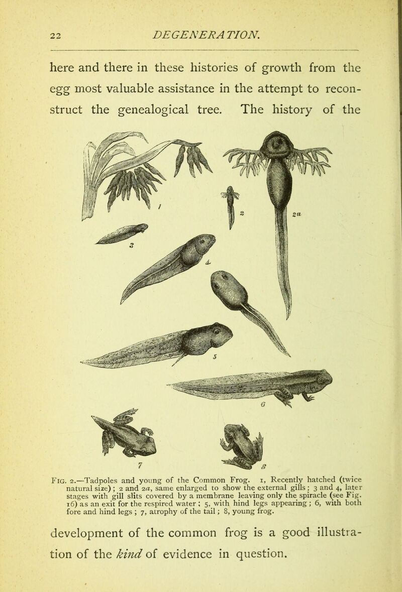 here and there in these histories of growth from the egg most valuable assistance in the attempt to recon- struct the genealogical tree. The history of the Fig. 2.—Tadpoles and young of the Common Frog, i, Recently hatched (twice natural size) ; 2 and 2a, same enlarged to show the external gills ; 3 and 4, later stages with gill slits covered by a membrane leaving only the_ spiracle (see Fig. 16) as an exit for the respired water ; 5, with hind legs appearing ; 6, with both fore and hind legs ; 7, atrophy of the tail; 8, young frog. development of the common frog is a good illustra- tion of the kind of evidence in question.