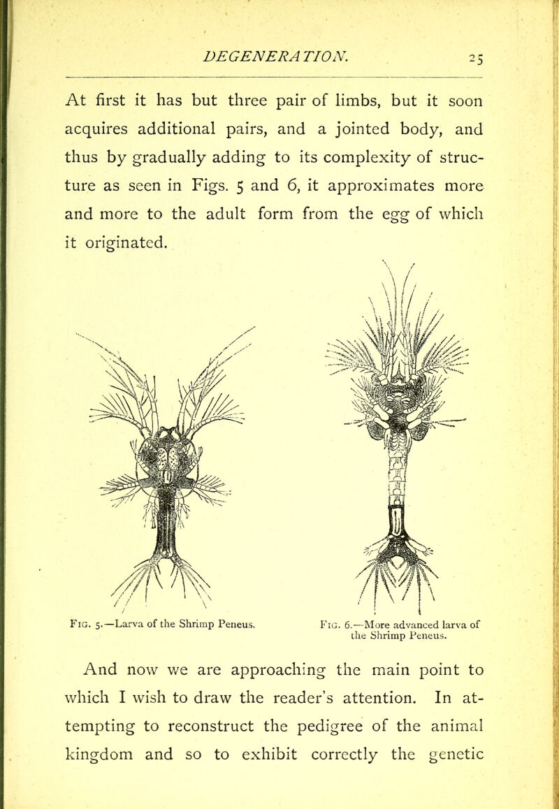 At first it has but three pair of limbs, but it soon acquires additional pairs, and a jointed body, and thus by gradually adding to its complexity of struc- ture as seen in Figs. 5 and 6, it approximates more and more to the adult form from the egg of which it originated. And now we are approaching the main point to which I wish to draw the reader’s attention. In at- tempting to reconstruct the pedigree of the animal kingdom and so to exhibit correctly the genetic