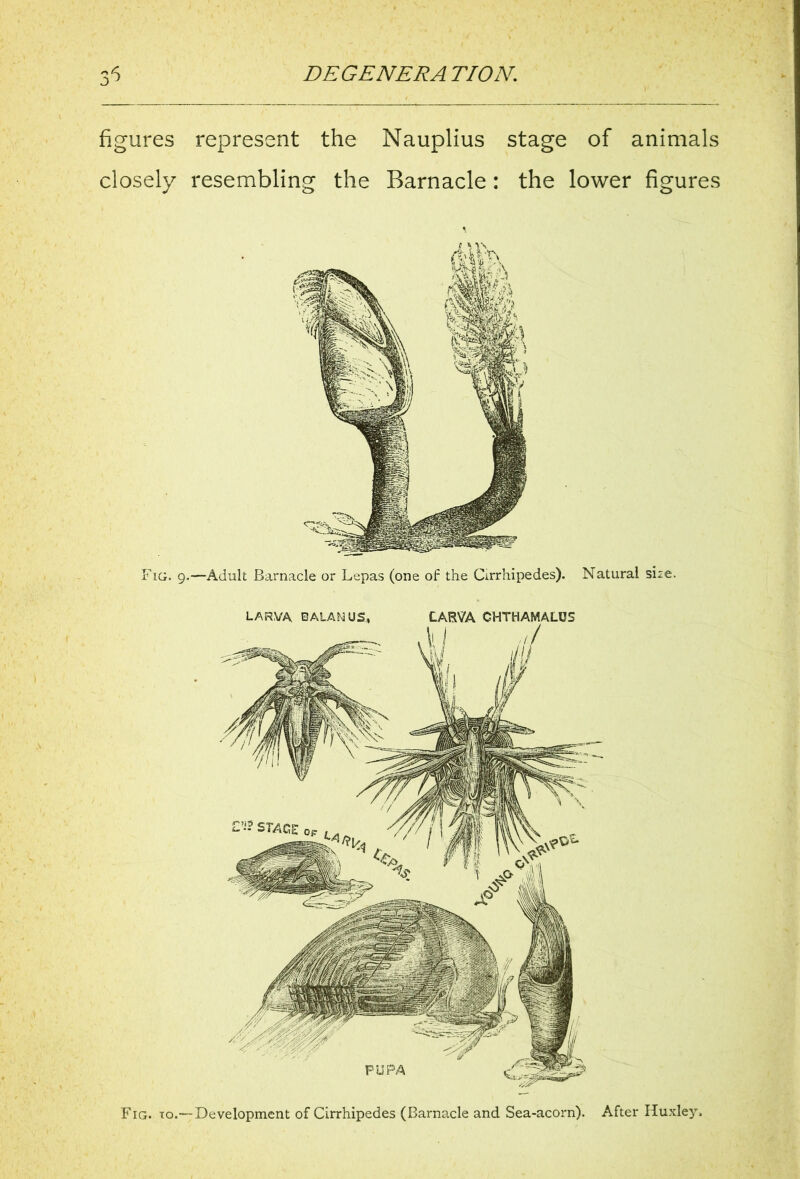 figures represent the Nauplius stage of animals closely resembling the Barnacle : the lower figures Fig. 9.—Adult Barnacle or Lepas (one of the Cirrhipedes). Natural sire. LARVA BALANUS, LARVA CHTHAMALOS Fig. to.— Development of Cirrhipedes (Barnacle and Sea-acorn). After Huxley,