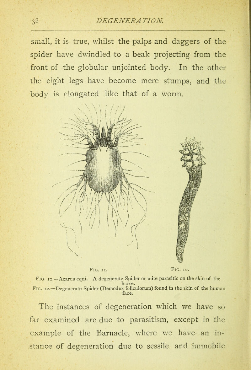small, it is true, whilst the palps and daggers of the spider have dwindled to a beak projecting from the front of the globular unjointed body. In the other the eight legs have become mere stumps, and the body is elongated like that of a worm. Fig. ii. Fig. 12. Fig. ii.—Acarus equi. A degenerate Spider or mite parasitic on the skin of the horse. Fig. 12.—Degenerate Spider (Demodex foliculorum) found in the skin cf the human face. The instances of degeneration which we have so far examined are due to parasitism, except in the example of the Barnacle, where we have an in- stance of degeneration due to sessile and immobile