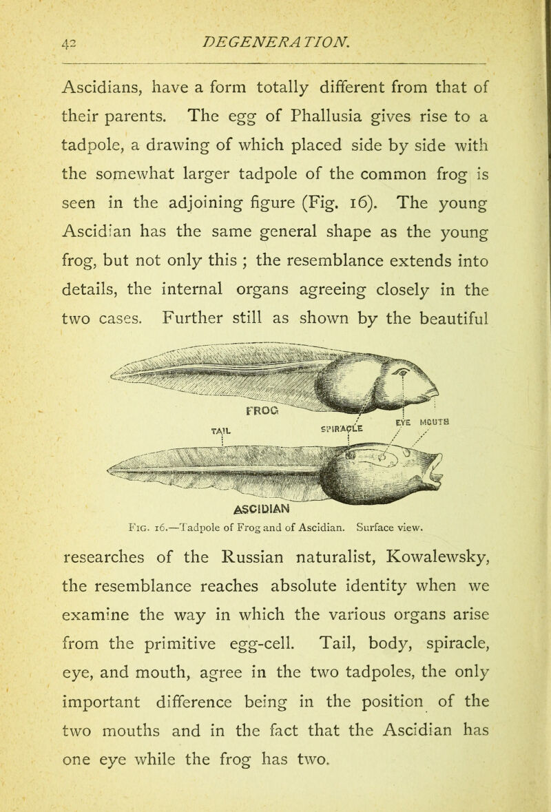 Ascidians, have a form totally different from that of their parents. The egg of Phallusia gives rise to a tadpole, a drawing of which placed side by side with the somewhat larger tadpole of the common frog is seen in the adjoining figure (Fig. 16). The young Ascidian has the same general shape as the young frog, but not only this ; the resemblance extends into details, the internal organs agreeing closely in the two cases. Further still as shown by the beautiful Fig. 16.—Tadpole of Frog and of Ascidian. Surface view. researches of the Russian naturalist, Kowalewsky, the resemblance reaches absolute identity when we examine the way in which the various organs arise from the primitive egg-cell. Tail, body, spiracle, eye, and mouth, agree in the two tadpoles, the only important difference being in the position of the two mouths and in the fact that the Ascidian has one eye while the frog has two.