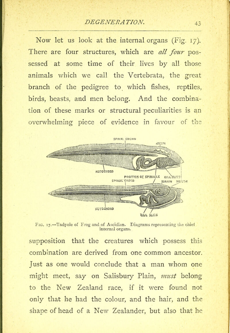 Now let us look at the internal organs (Fig. iy). There are four structures, which are all four pos- sessed at some time of their lives by all those animals which we call the Vertebrata, the great branch of the pedigree to< which fishes, reptiles, birds, beasts, and men belong. And the combina- tion of these marks or structural peculiarities is an overwhelming piece of evidence in favour of the SPIH.Al. CHOK'D Fig, i7.—Tadpole of Frog and of Ascidlan. Diagrams representing the chief internal organs. supposition that the creatures which possess this combination are derived from one common ancestor, just as one would conclude that a man whom one might meet, say on Salisbury Plain, must belong to the New Zealand race, if it were found not only that he had the colour, and the hair, and the shape of head of a New Zealander, but also that he