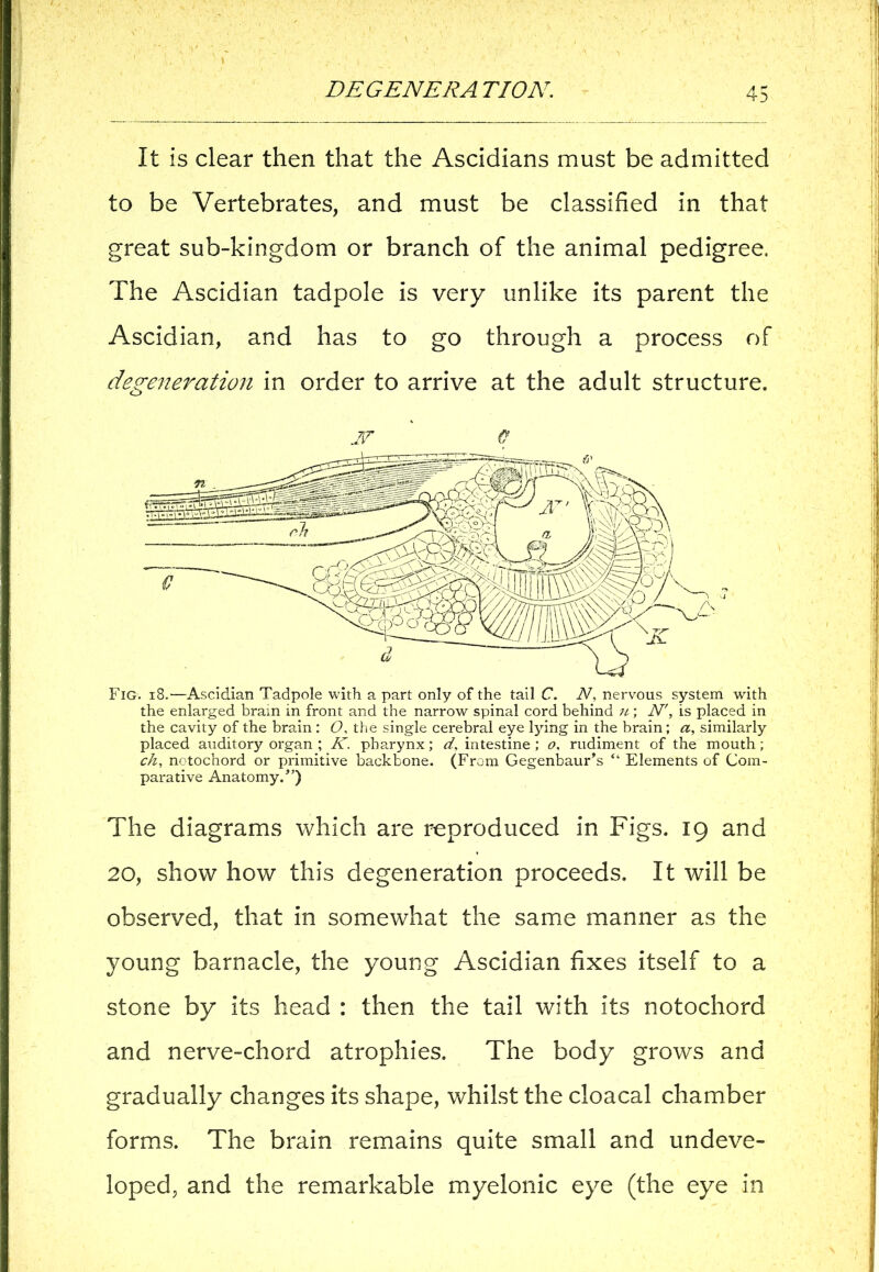 It is clear then that the Ascidians must be admitted to be Vertebrates, and must be classified in that great sub-kingdom or branch of the animal pedigree. The Ascidian tadpole is very unlike its parent the Ascidian, and has to go through a process of degeneration in order to arrive at the adult structure. JF 0 Fig. 18.'—Ascidian Tadpole with a part only of the tail C. N, nervous system with the enlarged bram in front and the narrow spinal cord behind u; JV', is placed in the cavity of the brain : O, the single cerebral eye lying in the brain; a, similarly placed auditory organ ; K. pharynx; d. intestine ; o, rudiment of the mouth; ch, notochord or primitive backbone. (From Gegenbaur’s “ Elements of Com- parative Anatomy.”) The diagrams which are reproduced in Figs. 19 and 20, show how this degeneration proceeds. It will be observed, that in somewhat the same manner as the young barnacle, the young Ascidian fixes itself to a stone by its head : then the tail with its notochord and nerve-chord atrophies. The body grows and gradually changes its shape, whilst the cloacal chamber forms. The brain remains quite small and undeve- loped, and the remarkable myelonic eye (the eye in