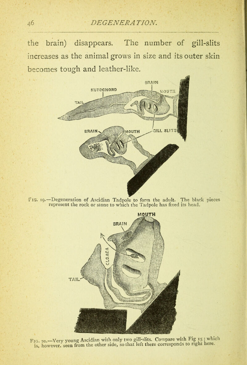 the brain) disappears. The number of gill-slits increases as the animal grows in size and its outer skin becomes tough and leather-like. r ig. 19.—Degeneration of Ascidian Tadpole to form the adult. The black pieces represent the rock or stone to which the Tadpole has fixed its head. MOUTH Fig. 20.—'Very young Ascidian with only two gill-slits. Compare with Fig 15 ; which is, however, seen from the other side, so that left there corresponds to right here.