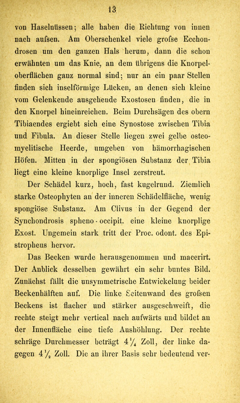 von Haselnüssen; alle haben die Richtung von innen nach aufsen. Am Oberschenkel viele grofse Ecchon- drosen um den ganzen Hals herum, dann die schon erwähnten um das Knie, an dem übrigens die Knorpel- oberflächen ganz normal sind; nur an ein paar Stellen finden sich inselförmige Lücken, an denen sich kleine vom Gelenkende ausgehende Exostosen finden, die in den Knorpel hineinreichen. Beim Durchsägen des obern Tibiaendes ergiebt sich eine Synostose zwischen Tibia und Fibula. An dieser Stelle liegen zwei gelbe osteo- myelitische Heerde, umgeben von hämorrhagischen Höfen. Mitten in der spongiösen Substanz der Tibia liegt eine kleine knorplige Insel zerstreut. Der Schädel kurz, hoch, fast kugelrund. Ziemlich starke Osteophyten an der inneren Schädelfläche, wenig spongiöse Substanz. Am Clivus in der Gegend der Synchondrosis spheno - occipit. eine kleine knorplige Exost. Ungemein stark tritt der Proc. odont. des Epi- stropheus hervor. Das Becken wurde herausgenommen und macerirt. Der Anblick desselben gewährt ein sehr buntes Bild. Zunächst fällt die unsymmetrische Entwickelung beider Beckenhälften auf. Die linke Seitenwand des grofsen Beckens ist flacher und stärker ausgeschweift, die rechte steigt mehr vertical nach aufwärts und bildet an der Innenfläche eine tiefe Aushöhlung. Der rechte schräge Durchmesser beträgt 4y^ Zoll, der linke da- gegen 4 y Zoll. Die an ihrer Basis sehr bedeutend ver-