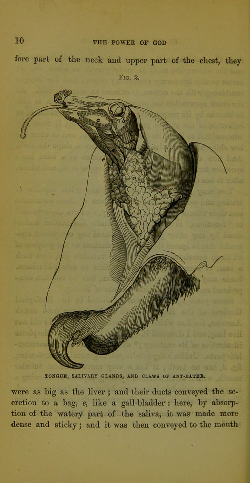 fore part of tlie neck and upper part of the chest, they Fig. 2. TONGOE, BALIViEY GLANDS, AND CLAWS OF ANT-EATKB. were as big as the liver; and their ducts conveyed the se- cretion to a bag, e, like a gall-bladder : here, by absorp- tion of the watery part of the salhTi, it was made more dense and sticky; and it was then conveyed to the mouth