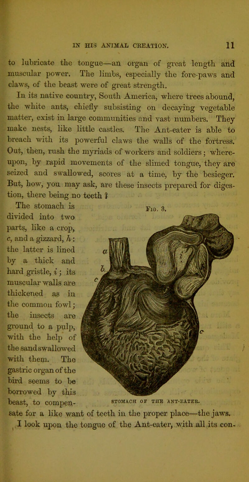 to lubricate the tongue—an organ of great length and muscular power. The limbs, especially the fore-paws and claws, of the beast were of great strength. In its native country, South America, where trees abound, the white ants, chiefly subsisting on decaying vegetable matter, exist in large communities and vast numbers. They make nests, like little castles. The Ajat-eater is able to breach with its powerful claws the walls of the fortress. Out, then, rush the myriads of workei’s and soldiers; where- upon, by I’apid movements of the slimed tongue, they are seized and swallowed, scores at a time, by the besieger. But, how, you may ask, are these insects prepared for diges- tion, there being no teeth i The stomach is divided into two parts, like a ci’op, c, and a gizzard, h: the latter is lined by a thick and hard gristle, i; its muscular walls ai-e thickened as in the common fowl; the insects are ground to a pulp, with the help of the sand swallowed with them. The gastric organ of the bird seems to be borrowed by this beast, to compen- stomach or the ant-eatee. sate for a like want of teeth in the proper place—the jaws. ^ I look upon the tongue of the Ant-eater, with all its con-