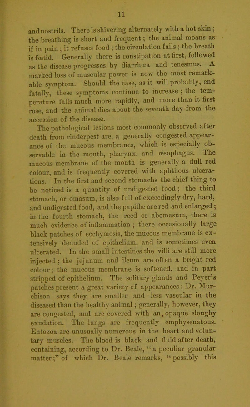 and nostrils. There is shivering alternately with a hot skin; the breathing is short and frequent; the animal moans as if in pain ; it refuses food ; the circulation fails ; the breath is foetid. Generally there is constipation at first, followed as the disease progresses by diarrhoea and tenesmus. A marked loss of muscular power is now the most remark- able symptom. Should the case, as it will probably, end fatally, these symptoms continue to increase ; the tem- perature falls much more rapidly, and more than it first rose, and the animal dies about the seventh day from the accession of the disease. The pathological lesions most commonly observed after death from rinderpest are, a generally congested appear- ance of the mucous membranes, which is especially ob- servable in the mouth, pharynx, and oesophagus. The mucous membrane of the mouth is generally a dull red colour, and is frequently covered with aphthous ulcera- tions. In the first and second stomachs the chief thing to be noticed is a quantity of undigested food ; the third stomach, or omasum, is also full of exceedingly dry, hard, and undigested food, and the papillae are red and enlarged; in the fourth stomach, the reed or abomasum, there is much evidence of inflammation ; there occasionally large black patches of ecchymosis, the mucous membrane is ex- tensively denuded of epithelium, and is sometimes even ulcerated. In the small intestines the villi are still more injected ; the jejunum and ileum are often a bright red colour; the mucous membrane is softened, and in part stripped of epithelium. The solitary glands and Peyer’s patches present a great variety of appearances ; Dr. Mur- chison says they are smaller and less vascular in the diseased than the healthy animal; generally, however, they are congested, and are covered with an. opaque sloughy exudation. The lungs are frequently emphysenatous. Entozoa are unusually numerous in the heart and volun- tary muscles. The blood is black and fluid after death, containing, according to Dr. Beale, “a peculiar granular matter;” of which Dr. Beale remarks, “possibly this