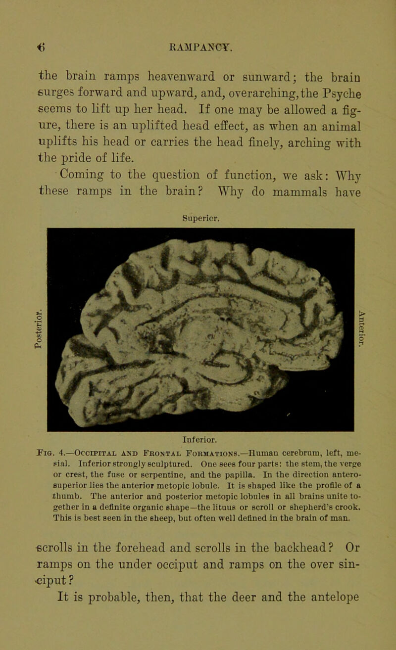the brain ramps heavenward or sunward; the braio surges forward and upward, and, overarching, the Psyche seems to lift up her head. If one may be allowed a fig- ure, there is an uplifted head effect, as when an animal uplifts his head or carries the head finely, arching with the pride of life. Coming to the question of function, we ask: Why Tio. 4.—Occipital and Frontal Formations.—Human cerebrum, left, me- sial. Inferior strongly sculptured. One sees four parts: the stem, tUe verge or crest, the fuse or serpentine, and the papilla. In the direction antero- Buperior lies the anterior metopic lobule. It is shaped like the profile of a thumb. The anterior and posterior metopic lobules in all brains unite to- gether in a definite organic shape—the lituus or scroll or shepherd’s crook. This is best seen in the sheep, but often well defined in the brain of man. ■ecrolls in the forehead and scrolls in the backhead ? Or ramps on the under occiput and ramps on the over sin- op ut ? It is probable, then, that the deer and the antelope