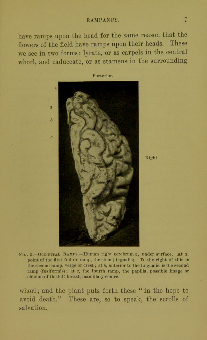 I have ramps upon the head for the same reason that the flowers of the field have ramps upon their heads. These we see in two forms: lyrate, or as carpels in the central whorl, and caduceate, or as stamens in the surrounding Posterior. Fig. 5.—Occipital Kamps.—Human right cerebrum i , under surface. At a, point of the first foil or ramp, tbe stem (lingualis). To the right of this is the second ramp, verge or crest; at b, anterior to the lingualis. is the second ramp (fusiformis); at c, the fourth ramp, the papilla, possible image or eidolon of the left breast, mamillary centre. whorl; and the plant puts forth these “ in the hope to avoid death.” These are, so to speak, the scrolls of salvation.