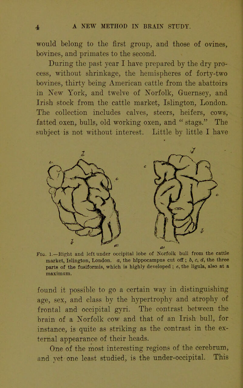 would belong to the first group, and those of ovines, bovines, and primates to the second. During the past year I have prepared by the dry pro- cess, without shrinkage, the hemispheres of forty-two bovines, thirty being American cattle from the abattoirs in New York, and twelve of Norfolk, Guernsey, and Irish stock from the cattle market, Islington, London. The collection includes calves, steers, heifers, cows, fatted oxen, bulls, old working oxen, and “ stags.” The subject is not without interest. Little by little I have Fie. 1.—Bight and left under occipital lobe of Norfolk bull from the cattle market, Islington, London, a, the hippocampus cut off; 6, c, d, the three parts of the fusiformis, which is highly developed ; e, the ligula, also at a maximum. found it possible to go a certain way in distinguishing age, sex, and class by the hypertrophy and atrophy of frontal and occipital gyri. The contrast between the brain of a Norfolk cow and that of an Irish bull, for instance, is quite as striking as the contrast in the ex- ternal appearance of their heads. One of the most interesting regions of the cerebrum, and yet one least studied, is the under-occipital. This